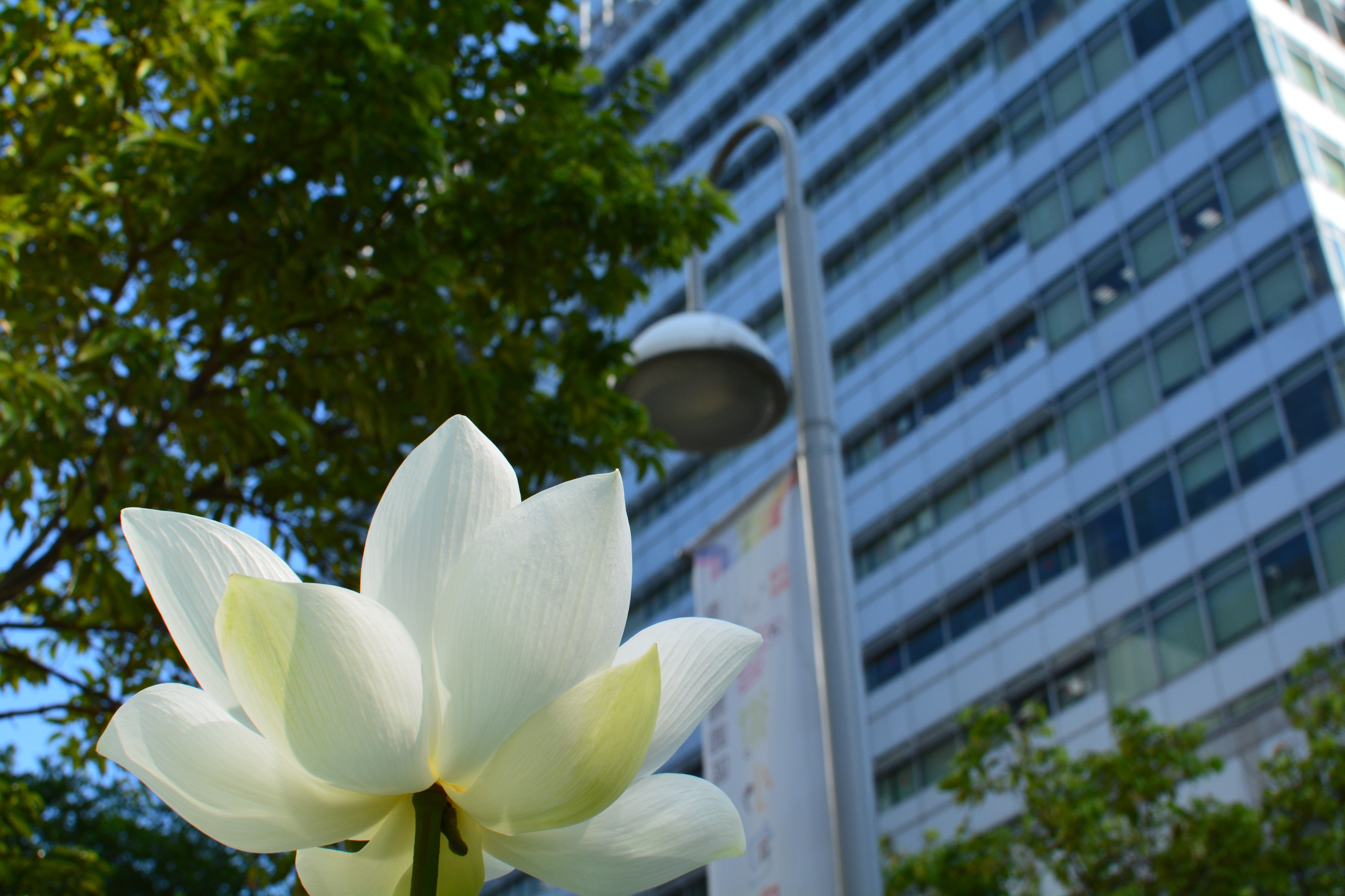 no people, inflorescence, fragility, blooming flowers, office buildings outside of the flower, low angle view, beauty in nature, plant, growth, lotus, outdoors, HD Wallpaper