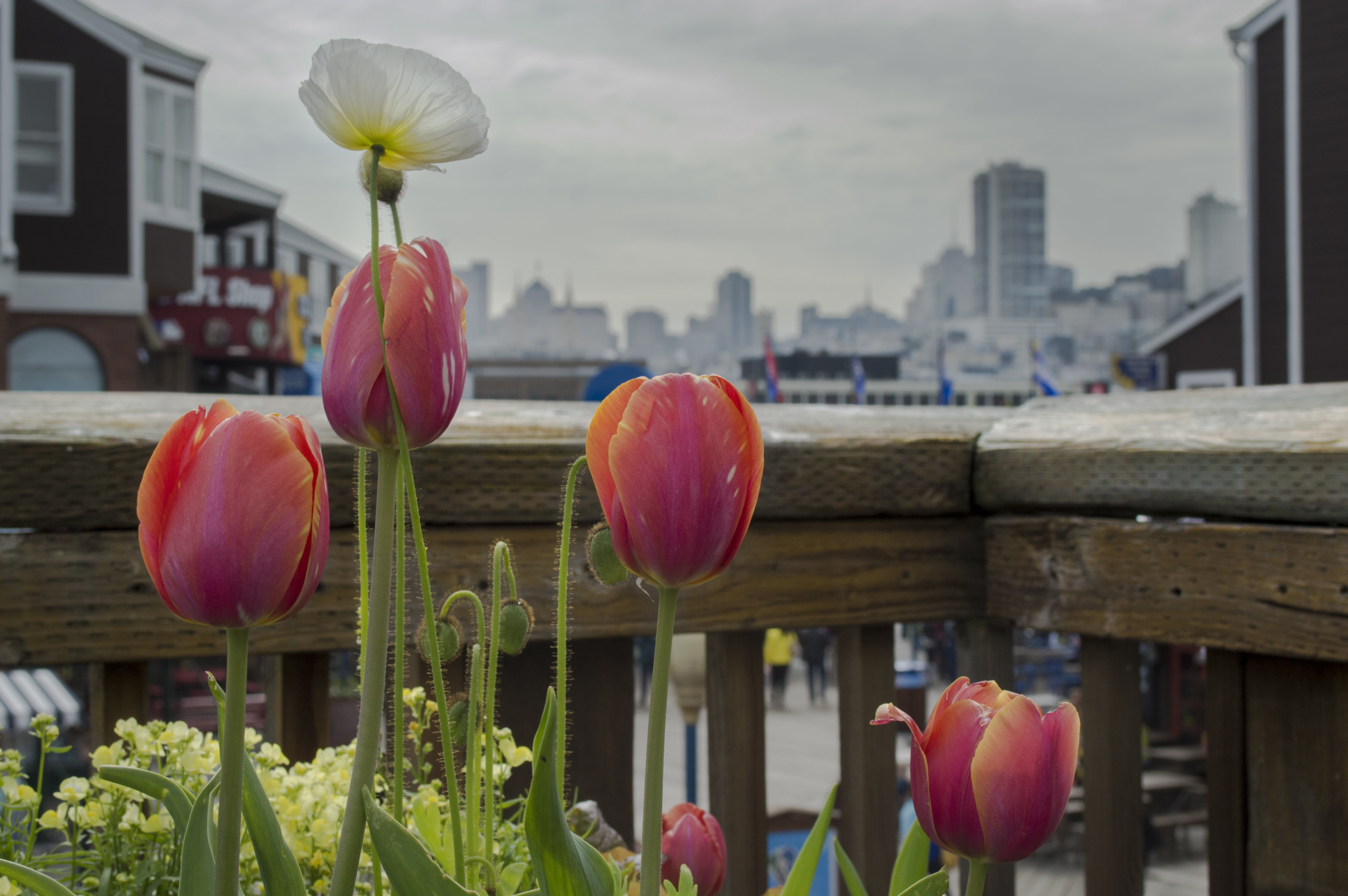 architecture, flowers, bud, outdoor, beauty in nature, travel, san francisco, inflorescence, lotus water lily, building exterior, no people, plant, freshness, HD Wallpaper