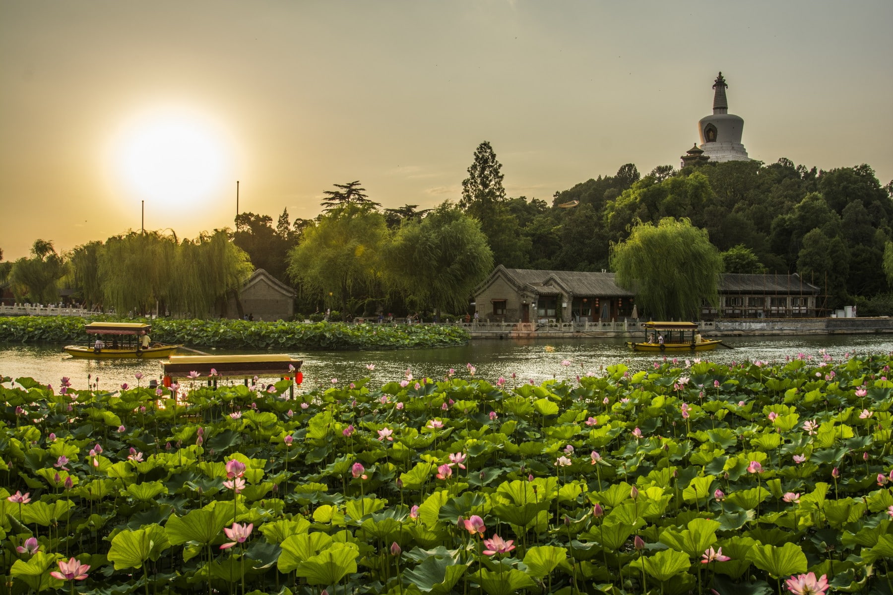 lotus water lily, architecture, sun, place of worship, plant, no people, lake, building, landscape sunset, growth, water lily, building exterior, beauty in nature, HD Wallpaper