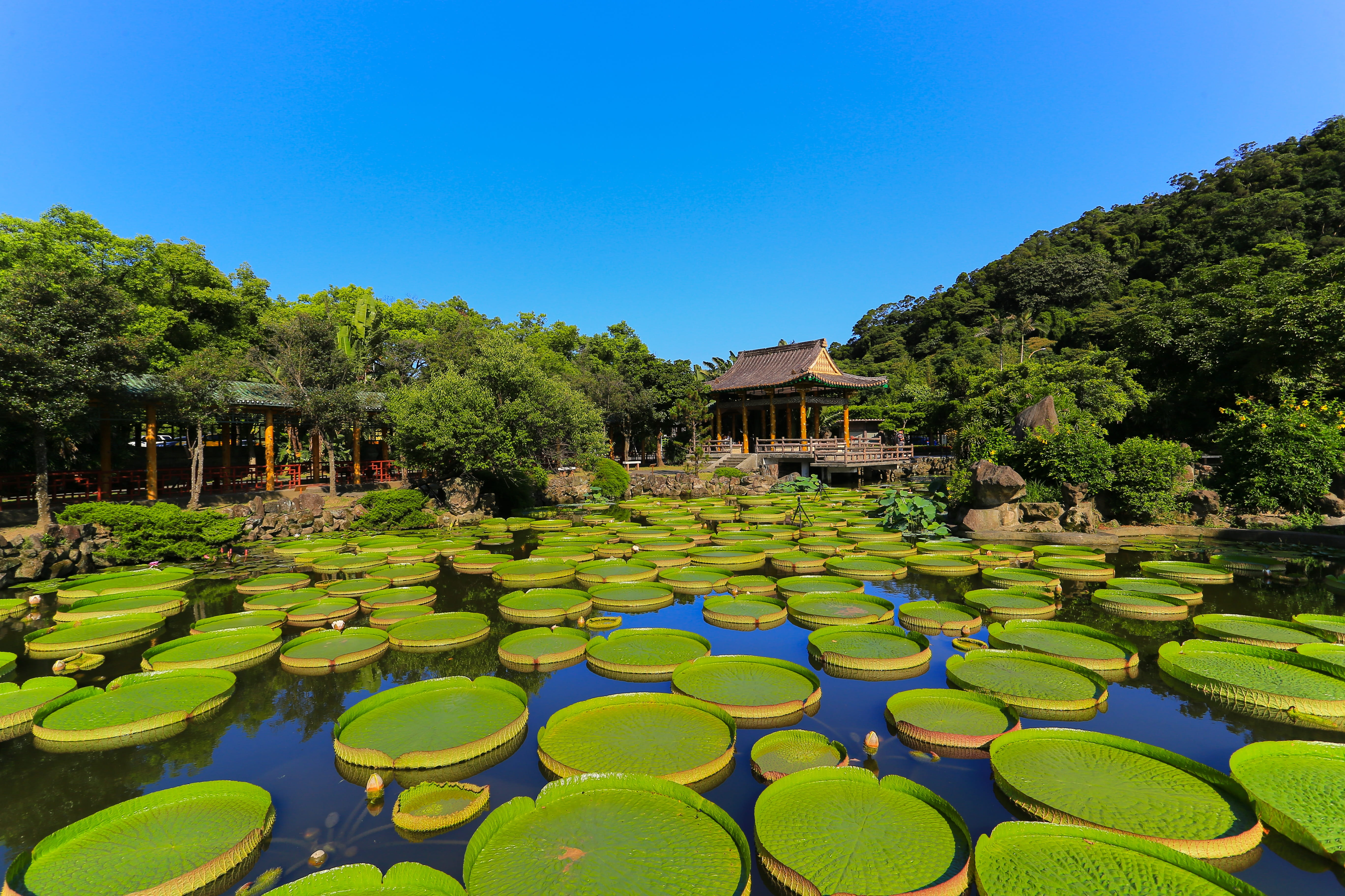 water lily, building exterior, floating on water, clear sky, nature, pond, plant, tree, green color, beauty in nature, tropical, formal garden, water, luxury, HD Wallpaper