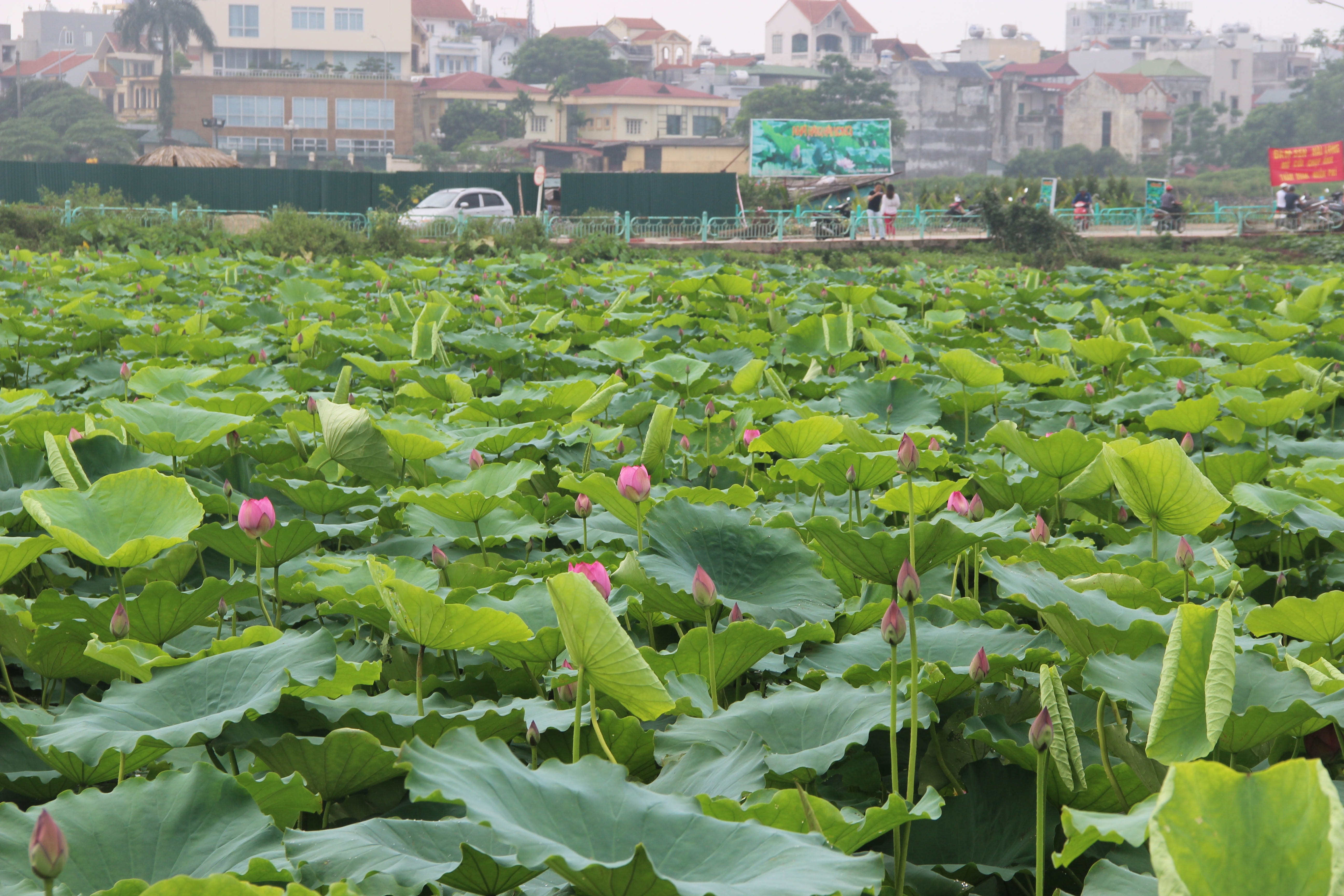 freshness, lotus water lily, city, field, built structure, beauty in nature, architecture, lake, outdoors, pond, leaf, lotus, building, day, plant, nature, HD Wallpaper