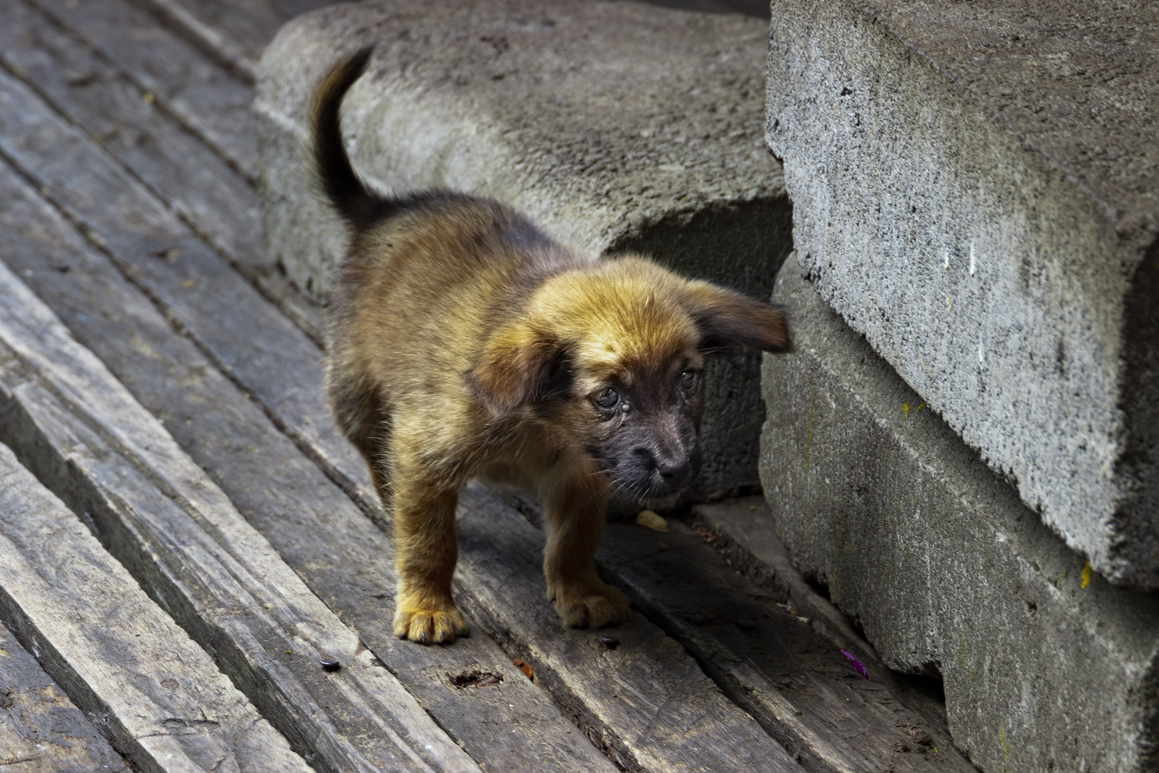 day, mammal, emotion, domestic, animals in the wild, pets, close-up, outdoors, wood - material, indonesia, one animal, young animal, high angle view, domestic animals, HD Wallpaper