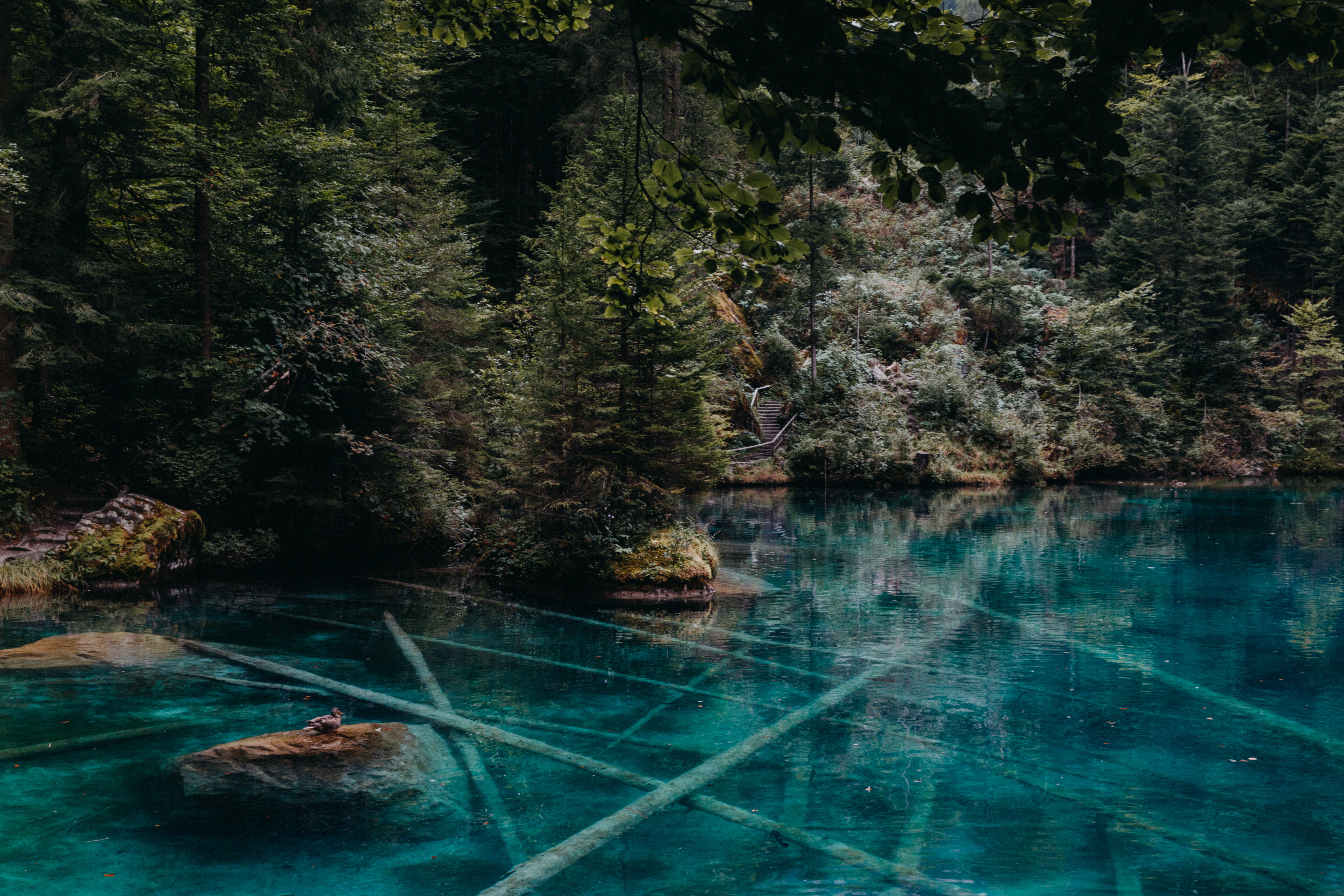 switzerland, tranquility, stone, non-urban scene, tree, stones, mountain, day, blue, underwater, blausee, reflection, forest, waterfront, bath, 5K, swimming pool, HD Wallpaper