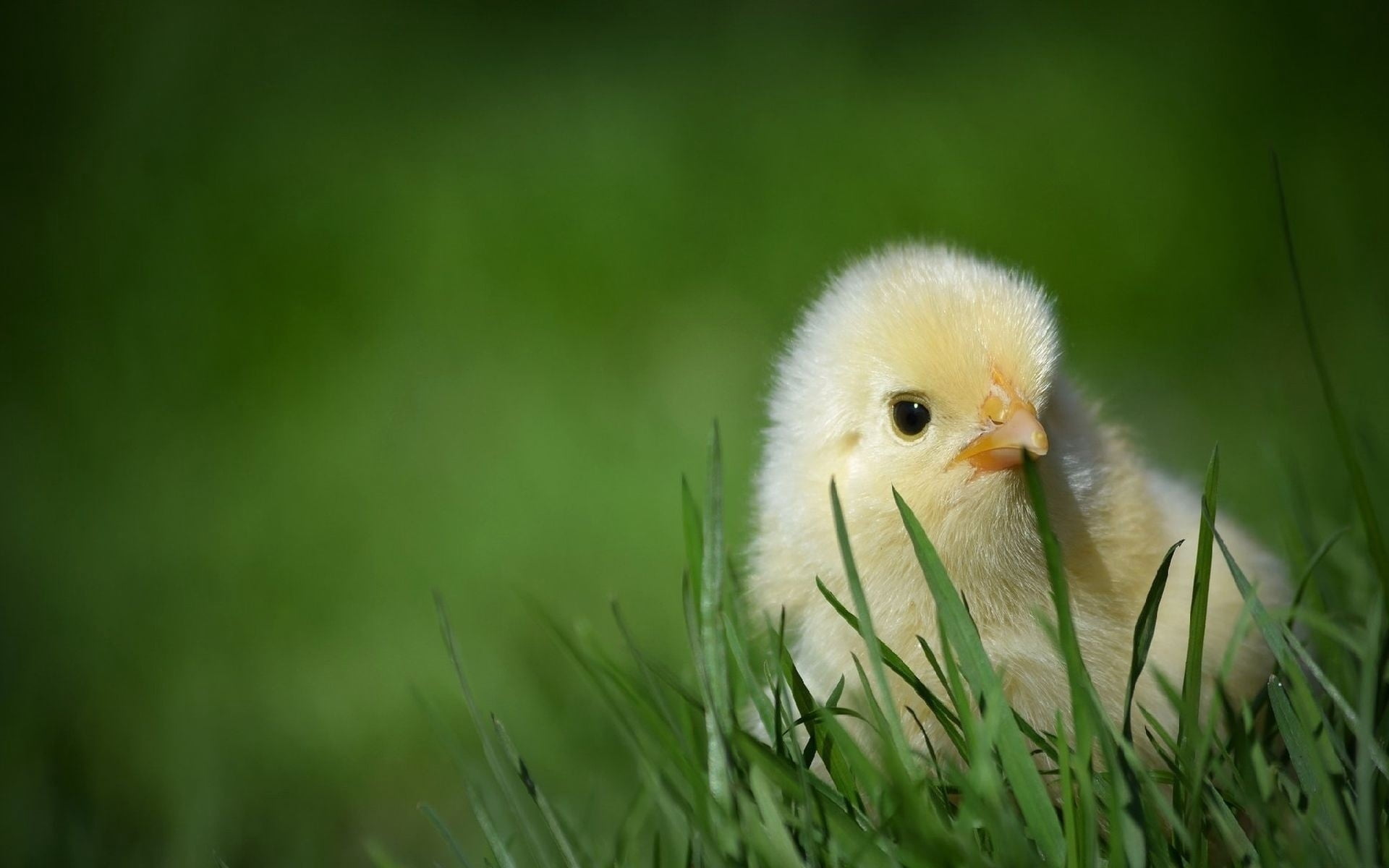 vertebrate, young Animal, chicks, day, springtime, nature, one animal, plant, newborn Animal, animal wildlife, bird, grass, small, livestock, meadow, selective focus, HD Wallpaper