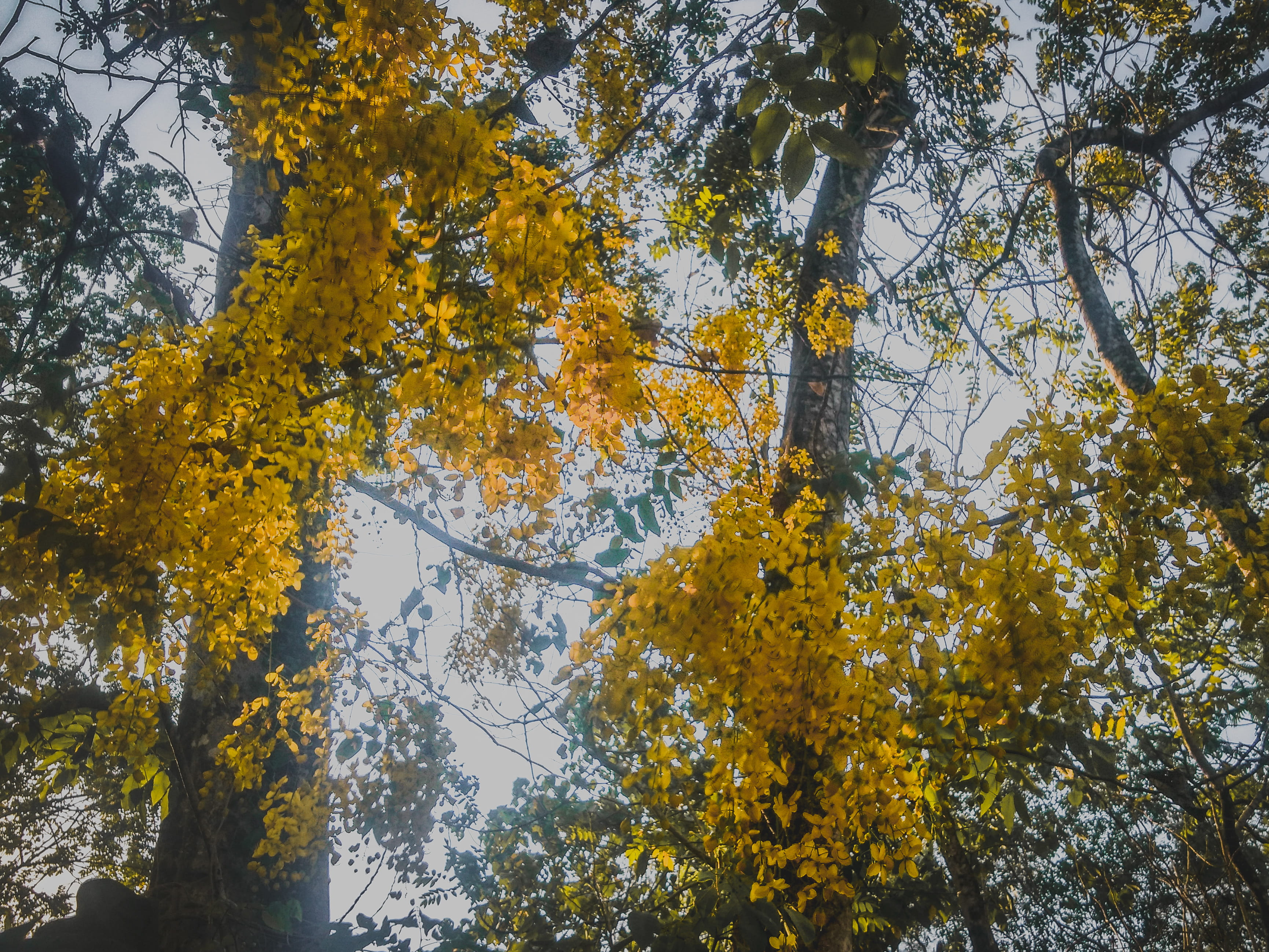 tree canopy, flare, kerala, land, festival, plant, nature, flower, flowers, yellow, tree, low angle view, india, scenics - nature, godsowncountry, autumn, HD Wallpaper