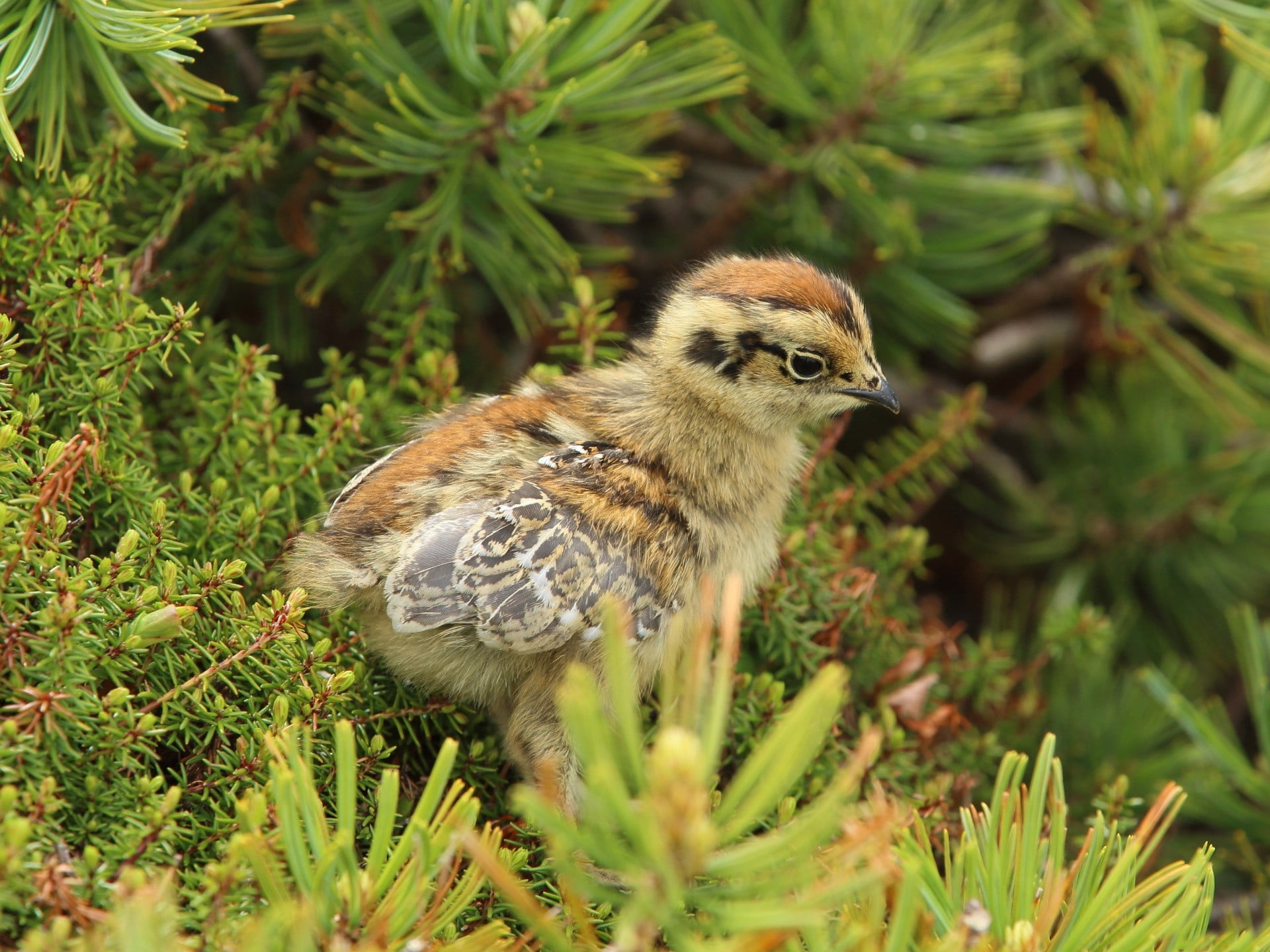 young Bird, bird, animal, growth, small, baby Chicken, mammal, selective focus, cochin, cute, vertebrate, no people, green Color, hatchling, feather, animals In The Wild, HD Wallpaper