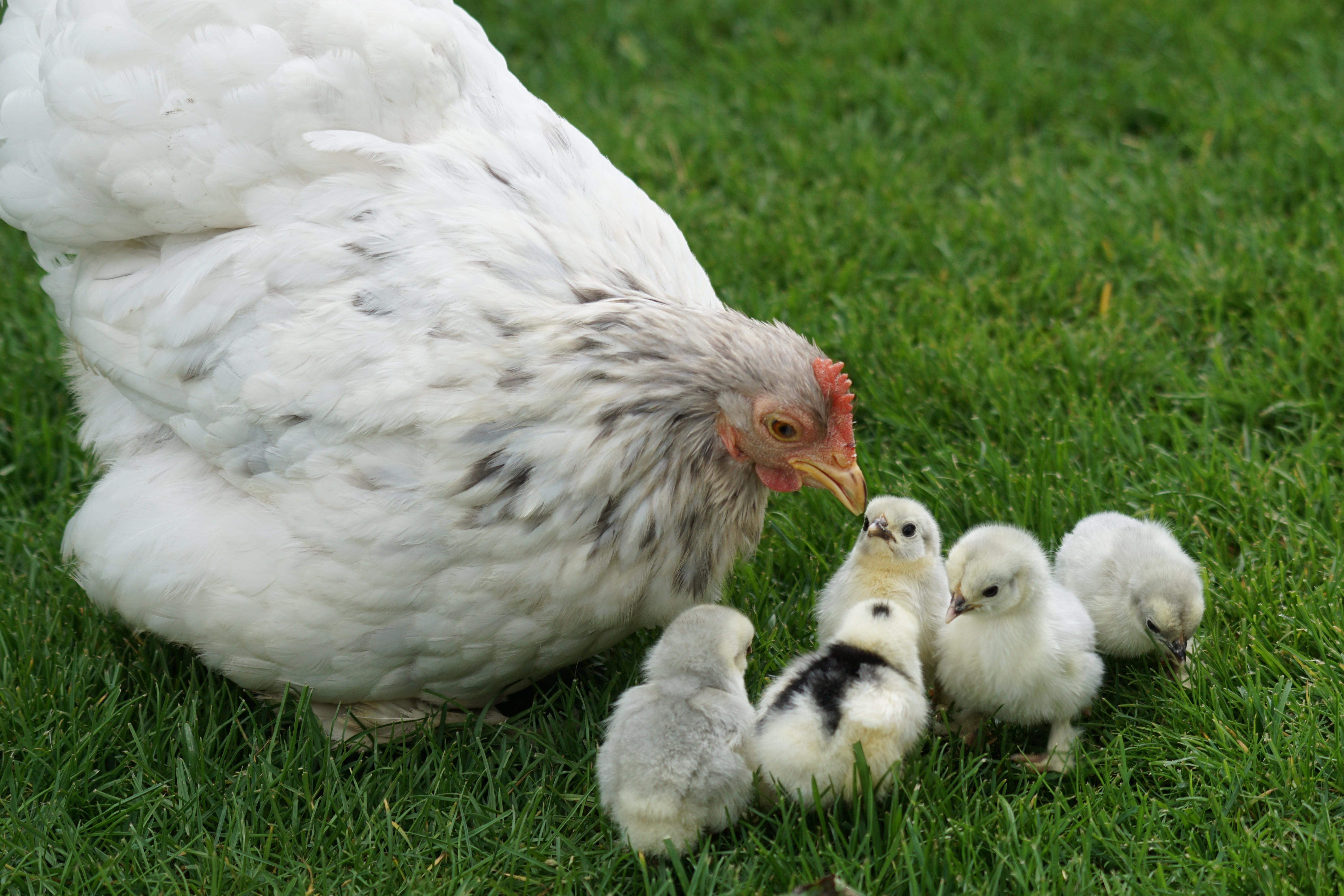 animals in the wild, young animal, animal wildlife, rural Scene, animal family, cygnet, poultry, white color, animal themes, hen, chicks, agriculture, pets, HD Wallpaper