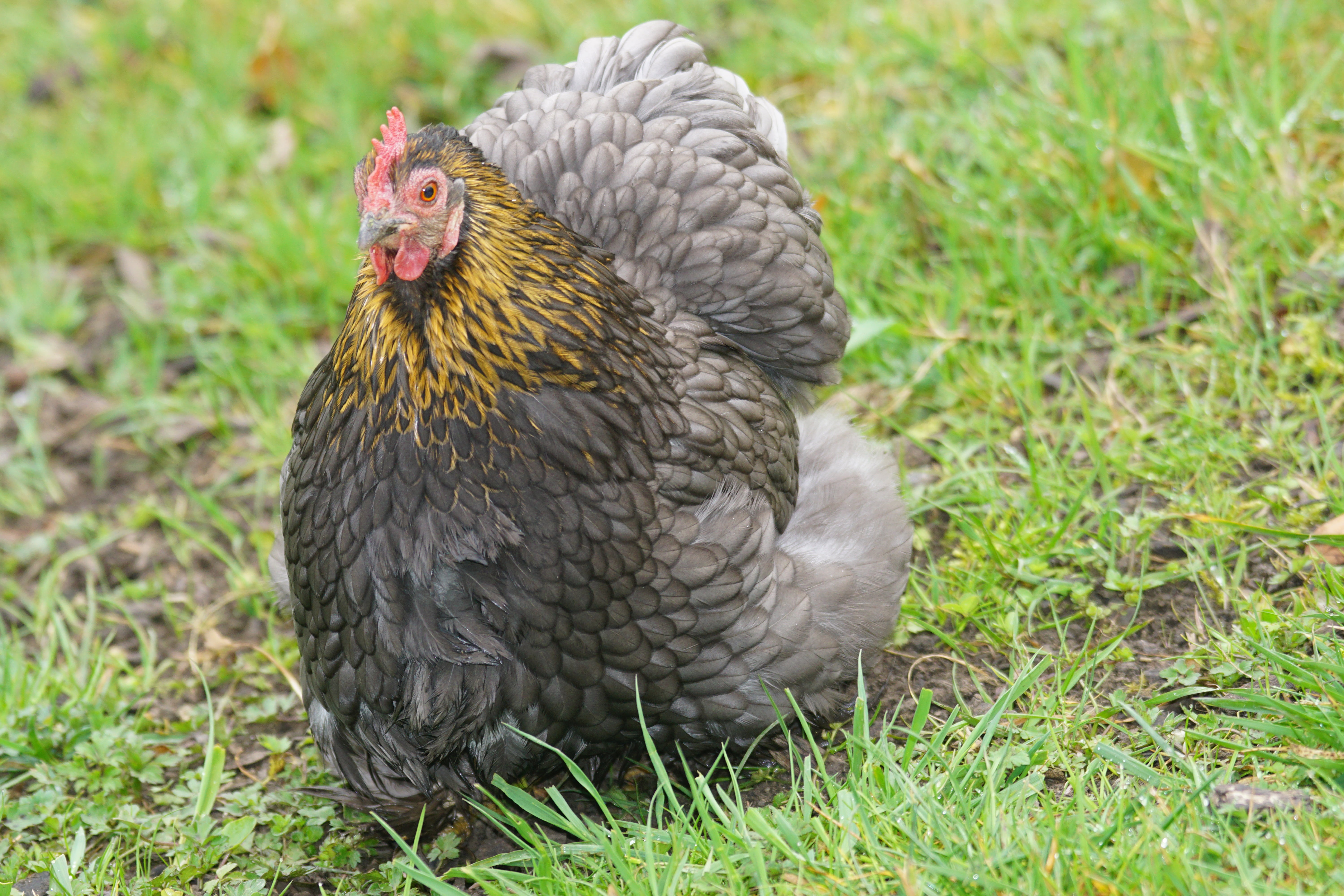 animals in the wild, poultry, day, green color, land, mammal, focus on foreground, grass, animal, plant, livestock, close-up, bird, nature, animal wildlife, HD Wallpaper