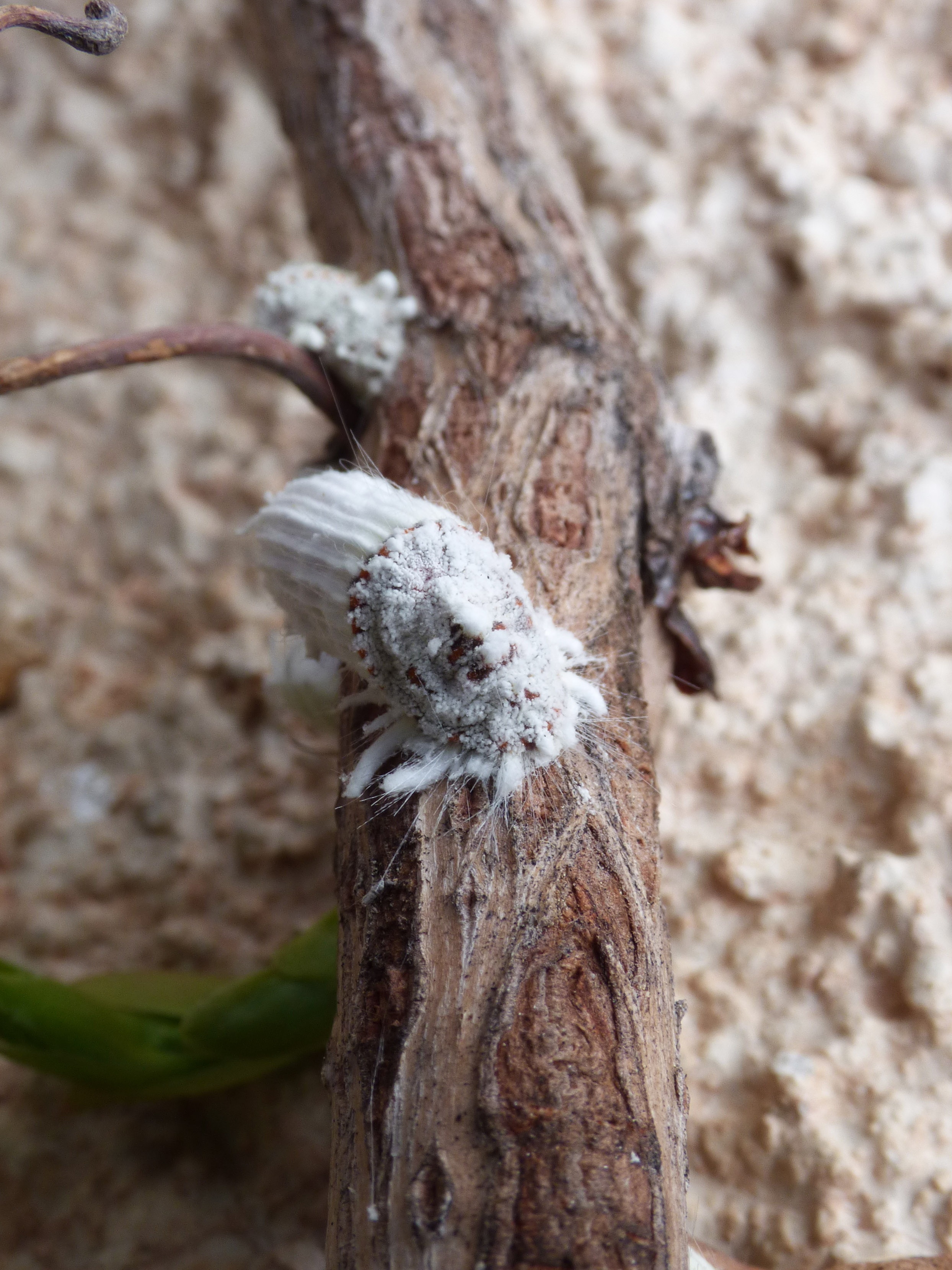 no people, textured, nature, tree trunk, trunk, forest, parasite, plant bark, cochineal, dead plant, bug, 2K, fungus, land, outdoors, mushroom, selective focus, Phone HD Wallpaper