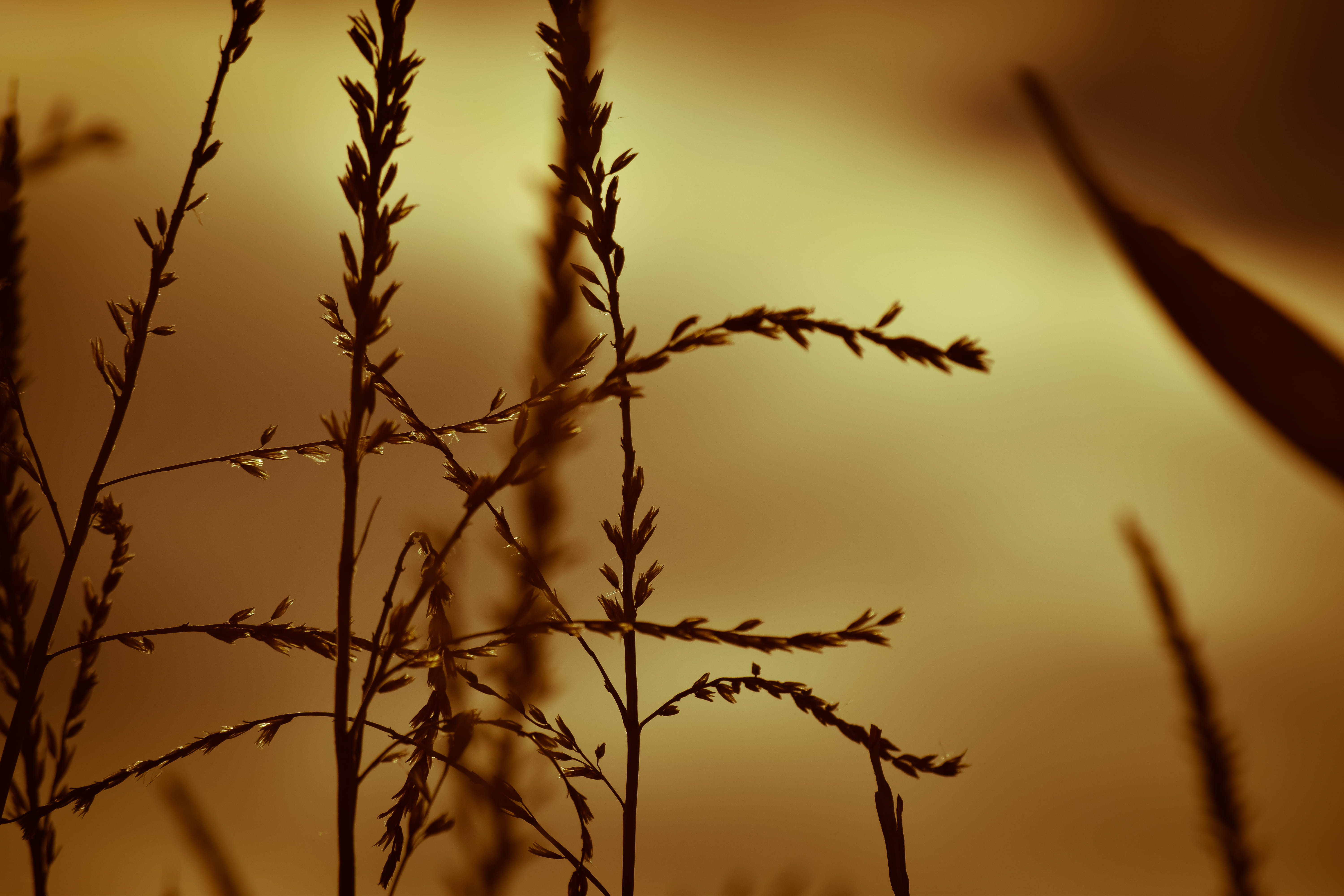 growth, close-up, corn, golden, littleton, day, scenics - nature, nature, crop, tranquility, plant stem, stalk, focus on foreground, sunlight, october, HD Wallpaper