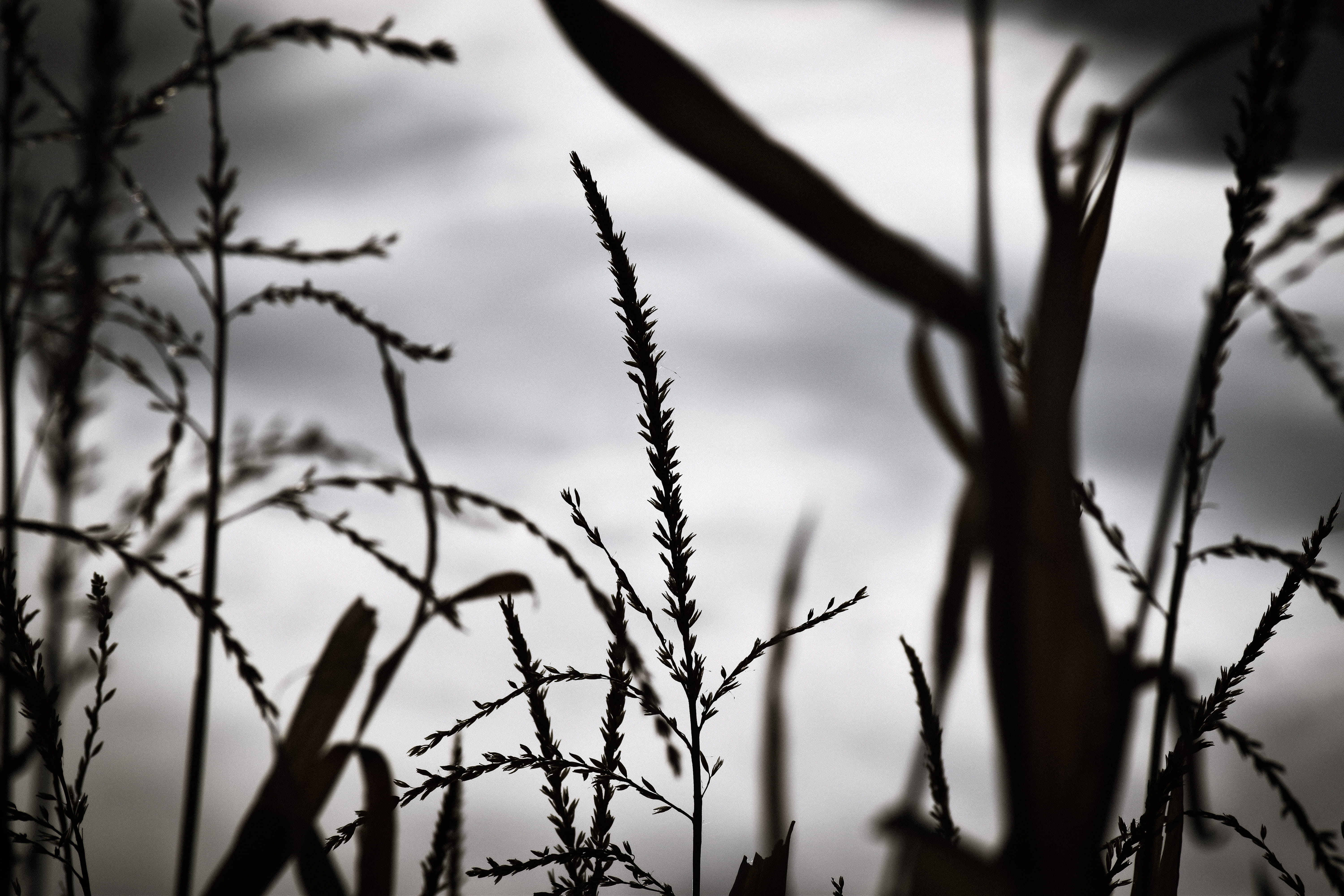 security, wire, crops, focus on foreground, bare tree, nature, close-up, silhouette, corn, boundary, denver botanic gardens chatfield farms, 5K, barrier, HD Wallpaper