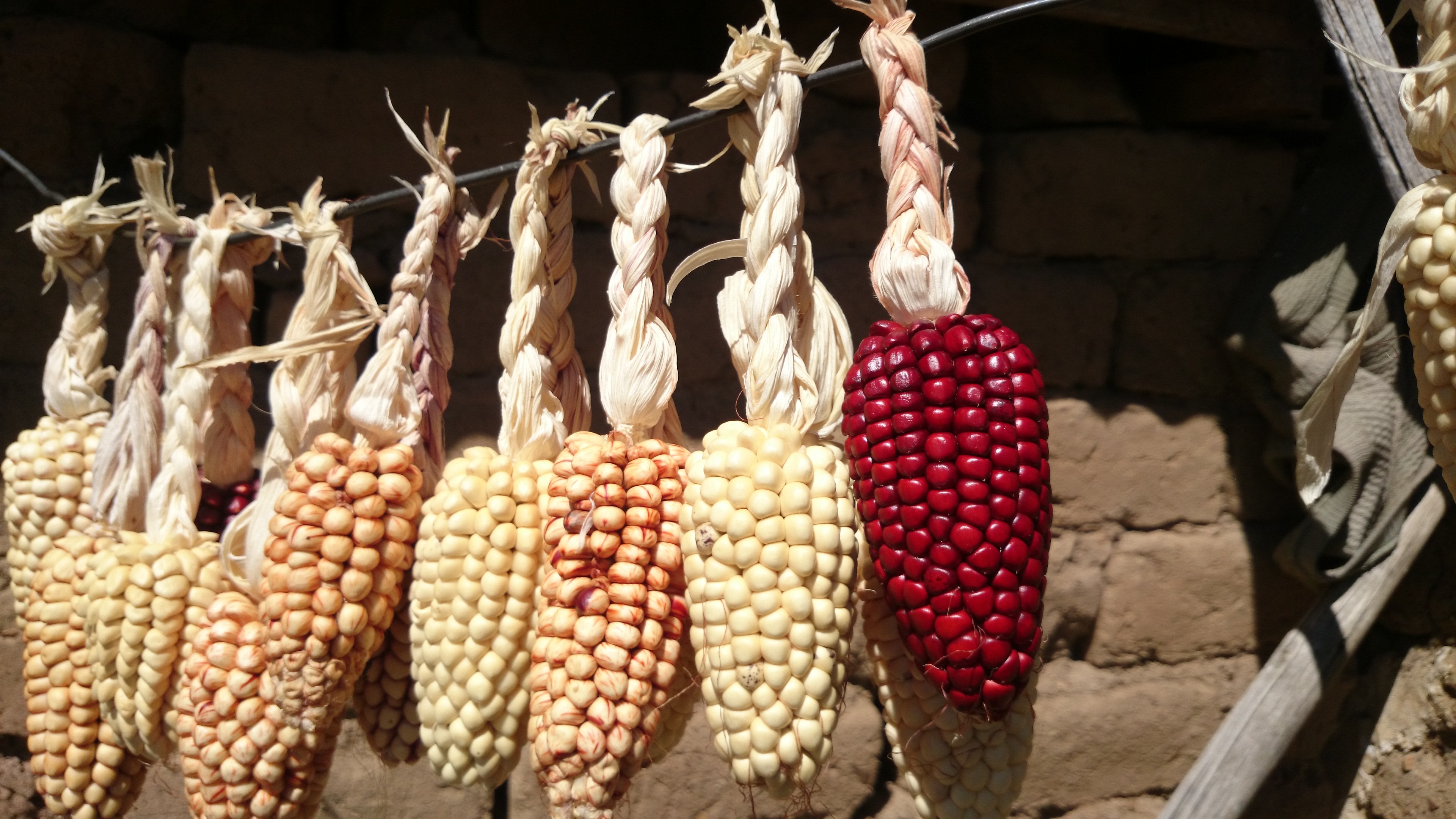 wellbeing, sweetcorn, agriculture, hanging, day, food and drink, corn - crop, outdoors, food, lake titicaca, market, 4K, nature, no people, vegetable, HD Wallpaper