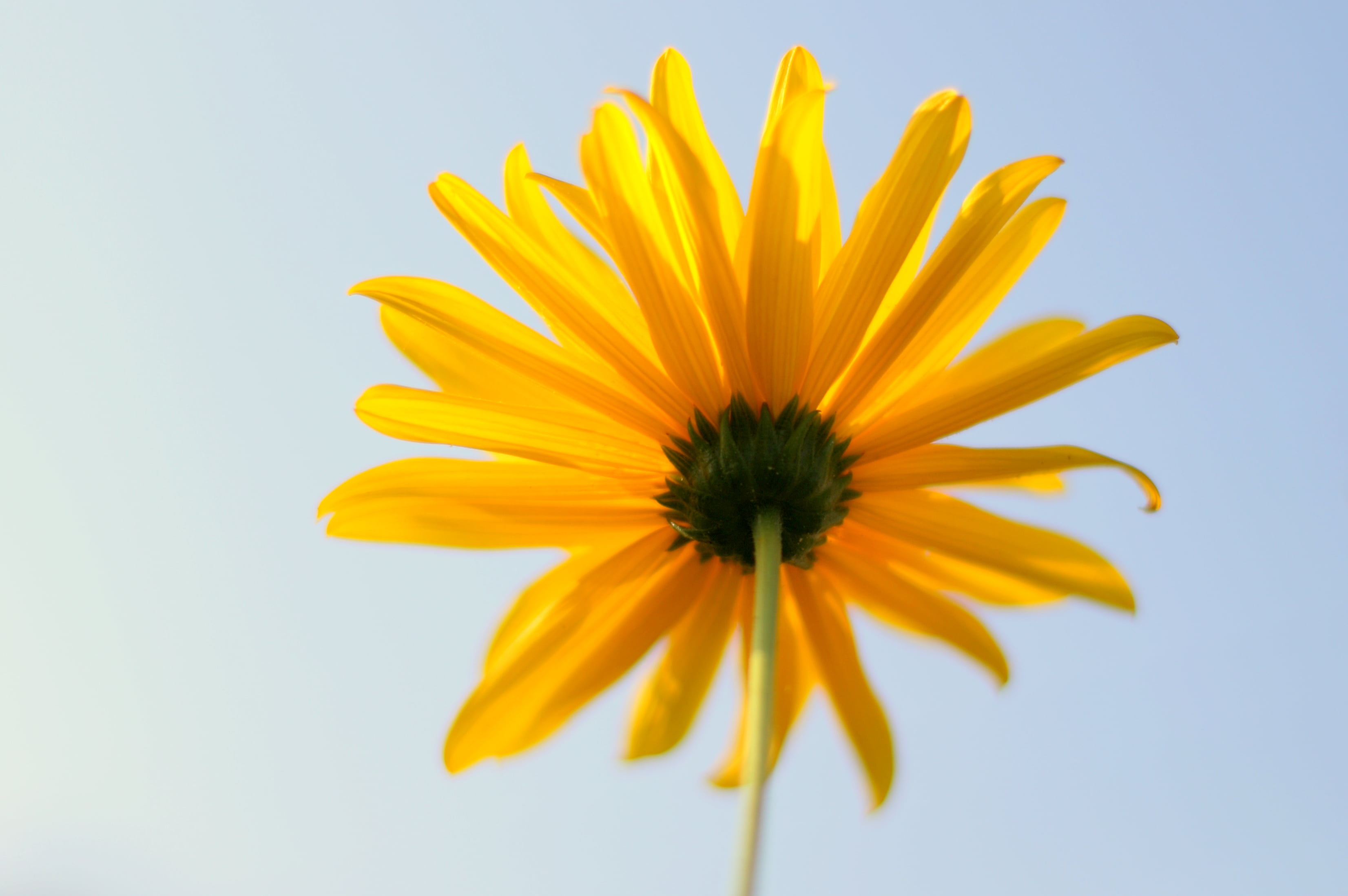 nature, Mondays, summer, close-up, 2K, USM, Macro, petaled, yellow, f/1.4, Marguerite / Daisy, flower, marguerite, Canon EF, daisy, sunflower, petal, plant, HD Wallpaper