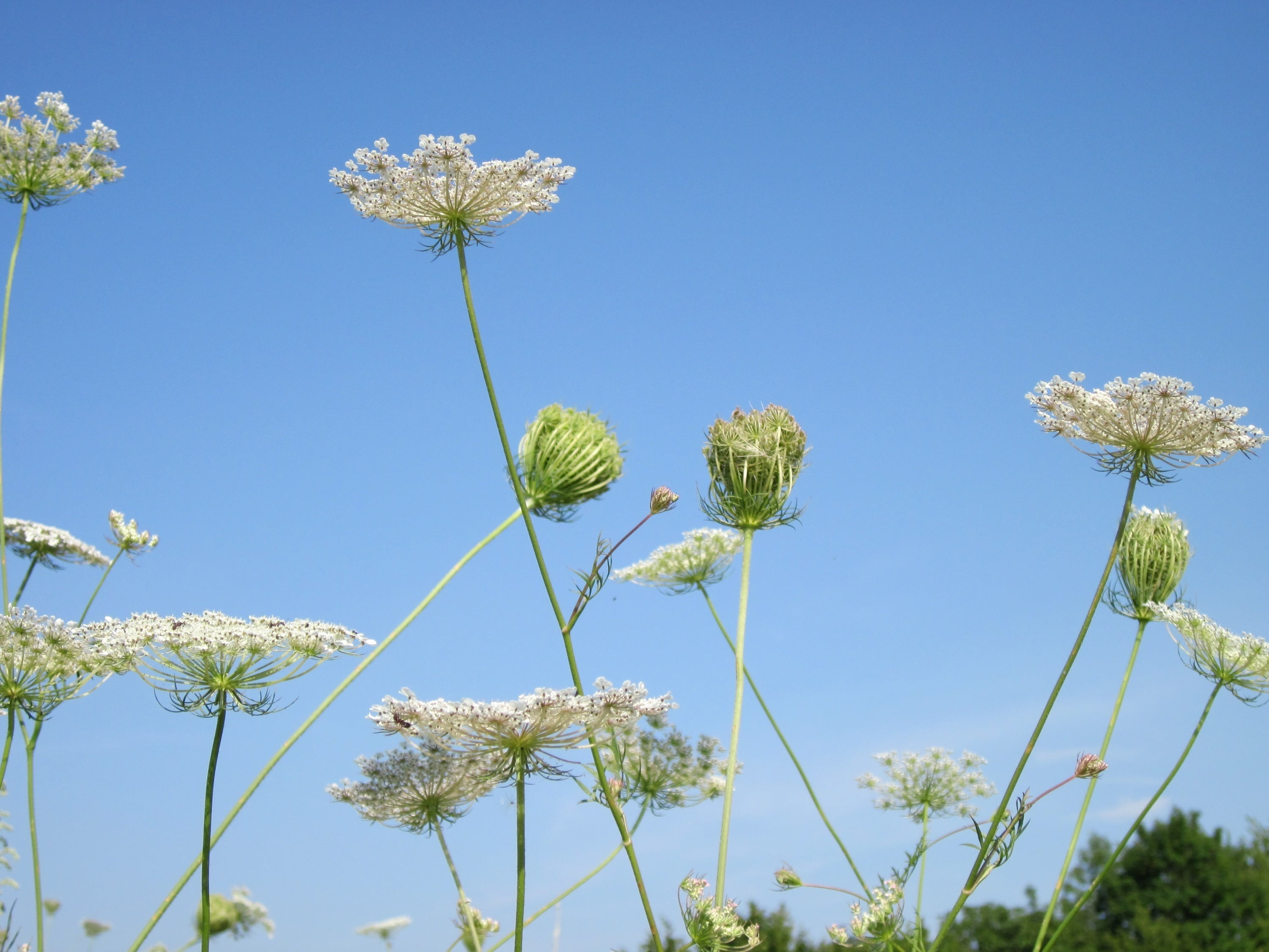 stalk, flower head, outside, nature, blossom, clear sky, blue, flowers, deep, 2K, flora, radiant, fragility, vulnerability, bold, herbage, pretty, sky, HD Wallpaper