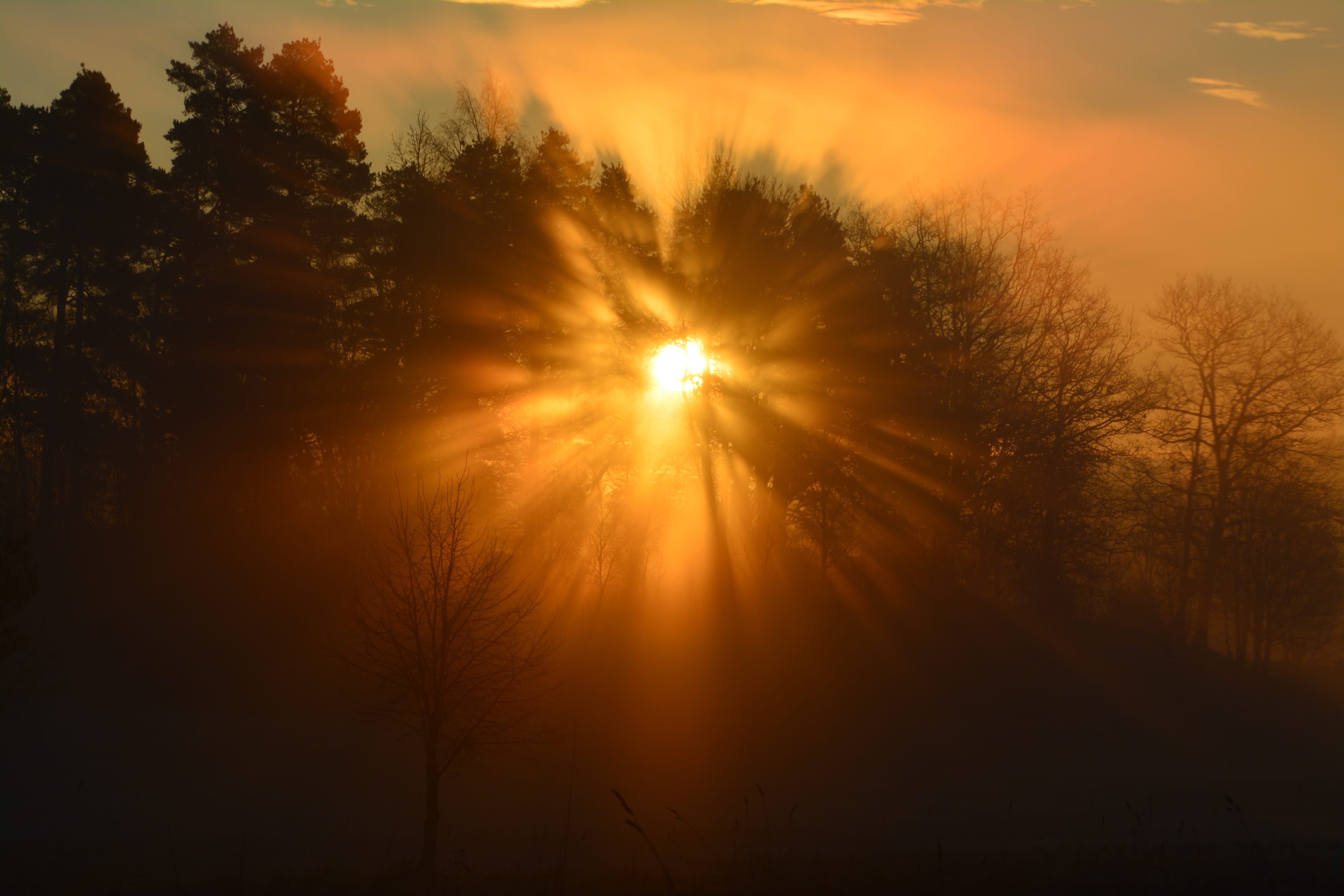 red sky, plant, landscapes, no people, sun, summer, outdoors, himmel, sunlight, tranquility, tree, streaming, silhouette, scenics - nature, growth, live, HD Wallpaper