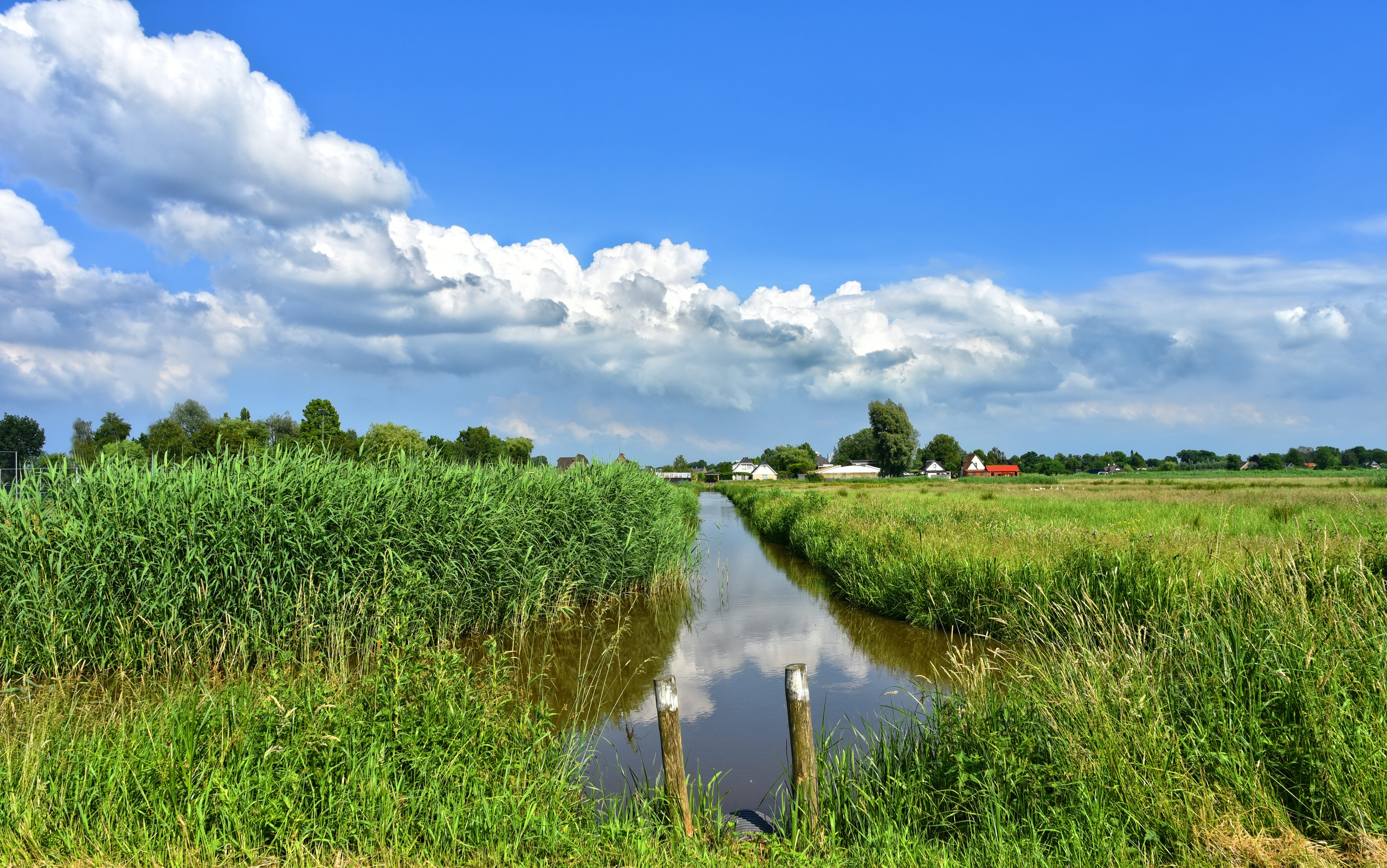 rushes, outdoors, green color, typically dutch, dutch landscape, skyline, land, water, 5K, polder, rural, no people, scenery, beauty in nature, nature, HD Wallpaper
