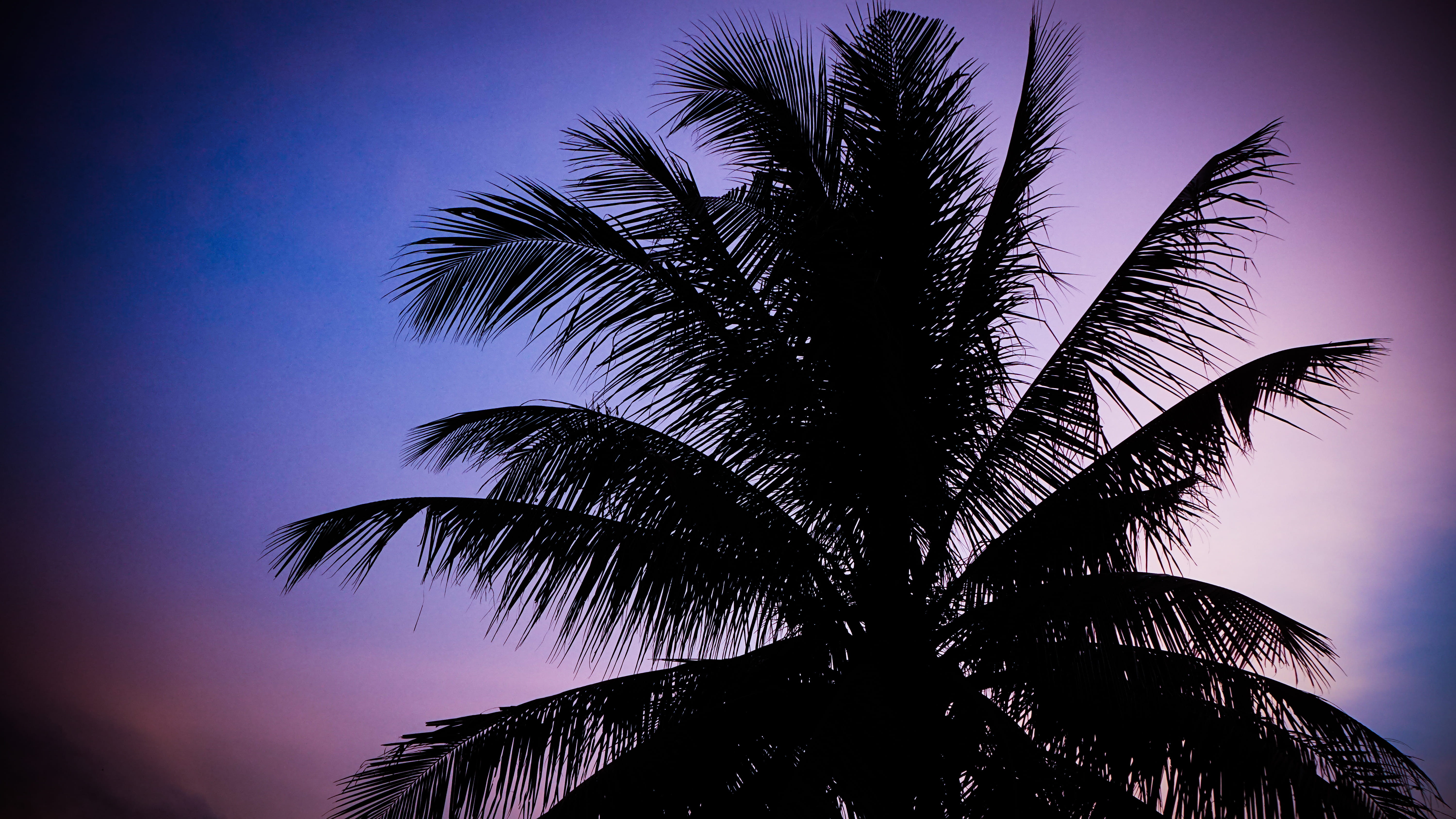 tranquility, silhouette, night, coconut palm tree, tree, outdoors, sky, tropical climate, scenics - nature, 5K, cambodia, palm leaf, krong preah sihanouk, HD Wallpaper