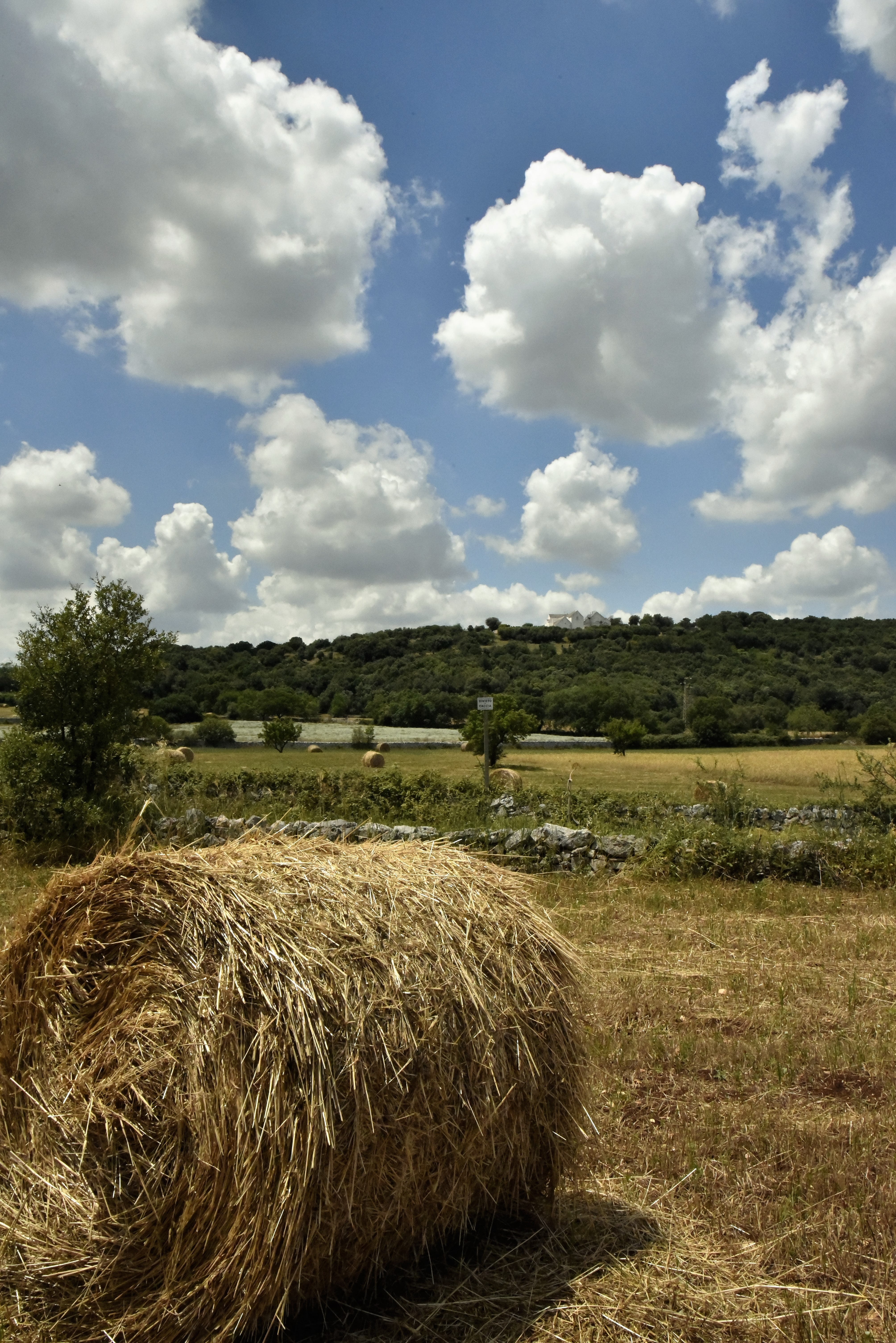 no people, agriculture, beauty in nature, tree, tranquil scene, outdoors, bale of hay, landscape, sky, plant, 5K, nature, cloud - sky, hay, campaign barsento, Phone HD Wallpaper