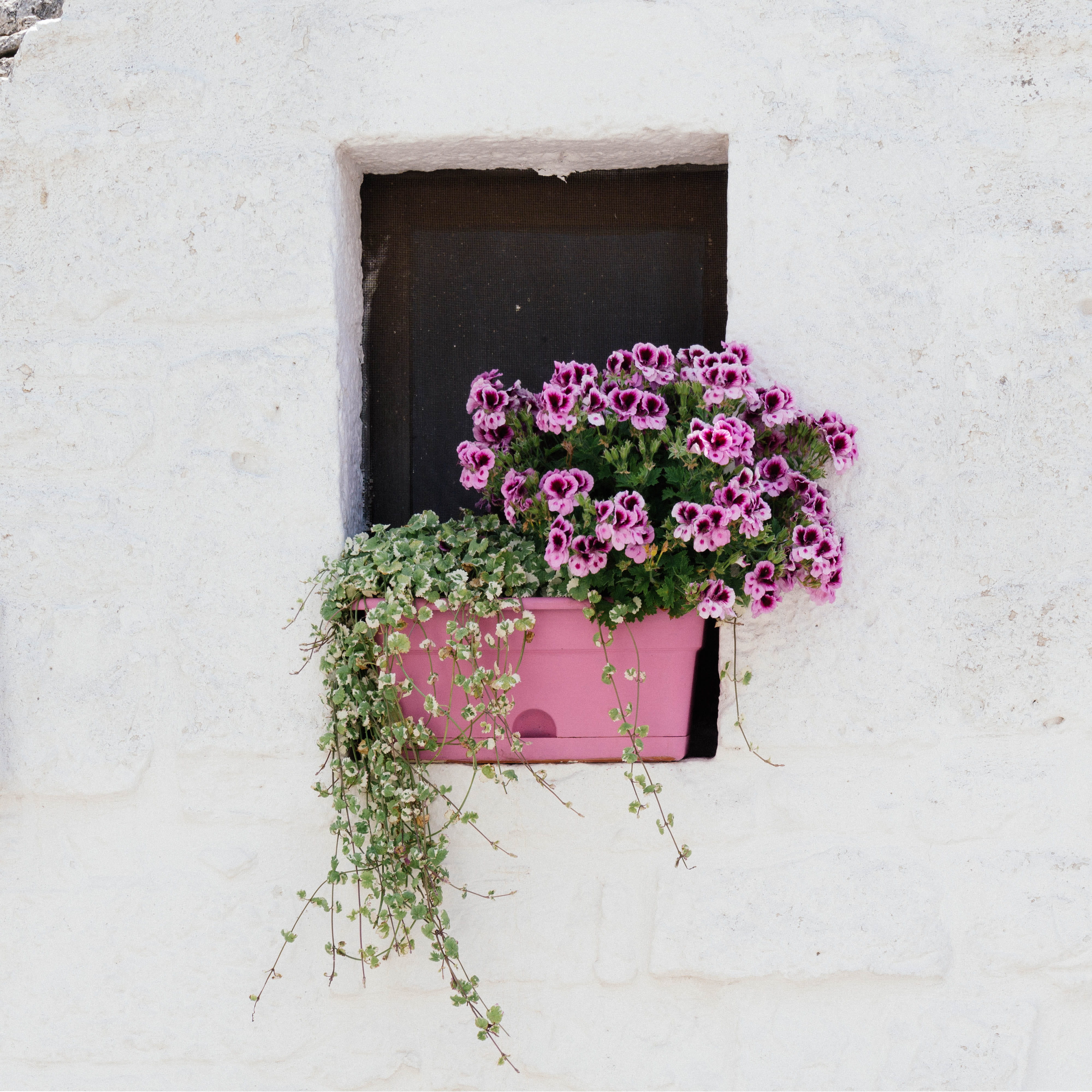plant, freshness, beauty in nature, wall - building feature, italy, nature, flower pot, flowering plant, architecture, built structure, flower head, outdoors, Phone HD Wallpaper