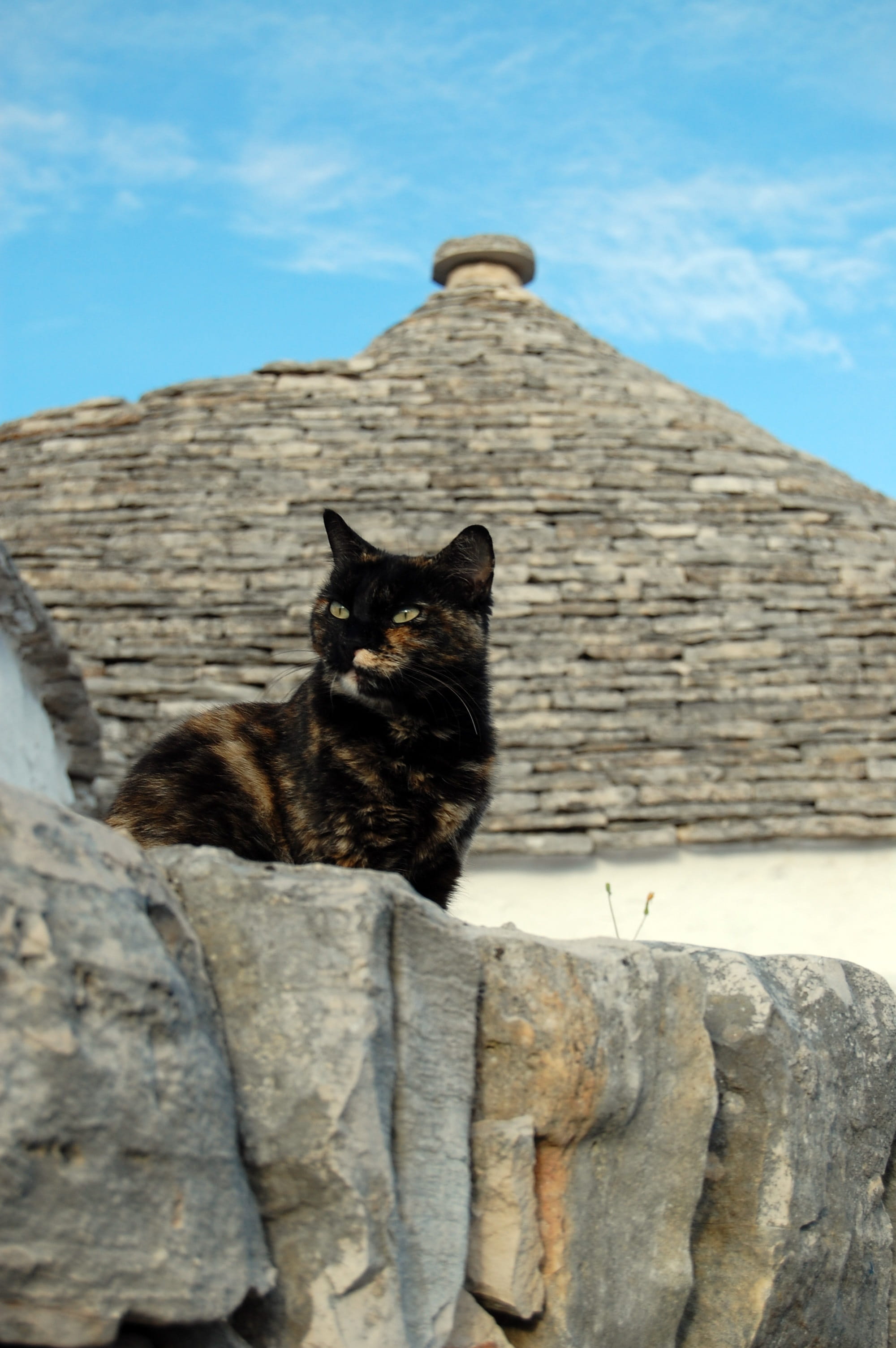 Cat, feline, mammal, animal, sky, relaxation, domestic animals, Trulli, 2K, looking at camera, architecture, sitting, pets, one animal, vertebrate, day, Phone HD Wallpaper