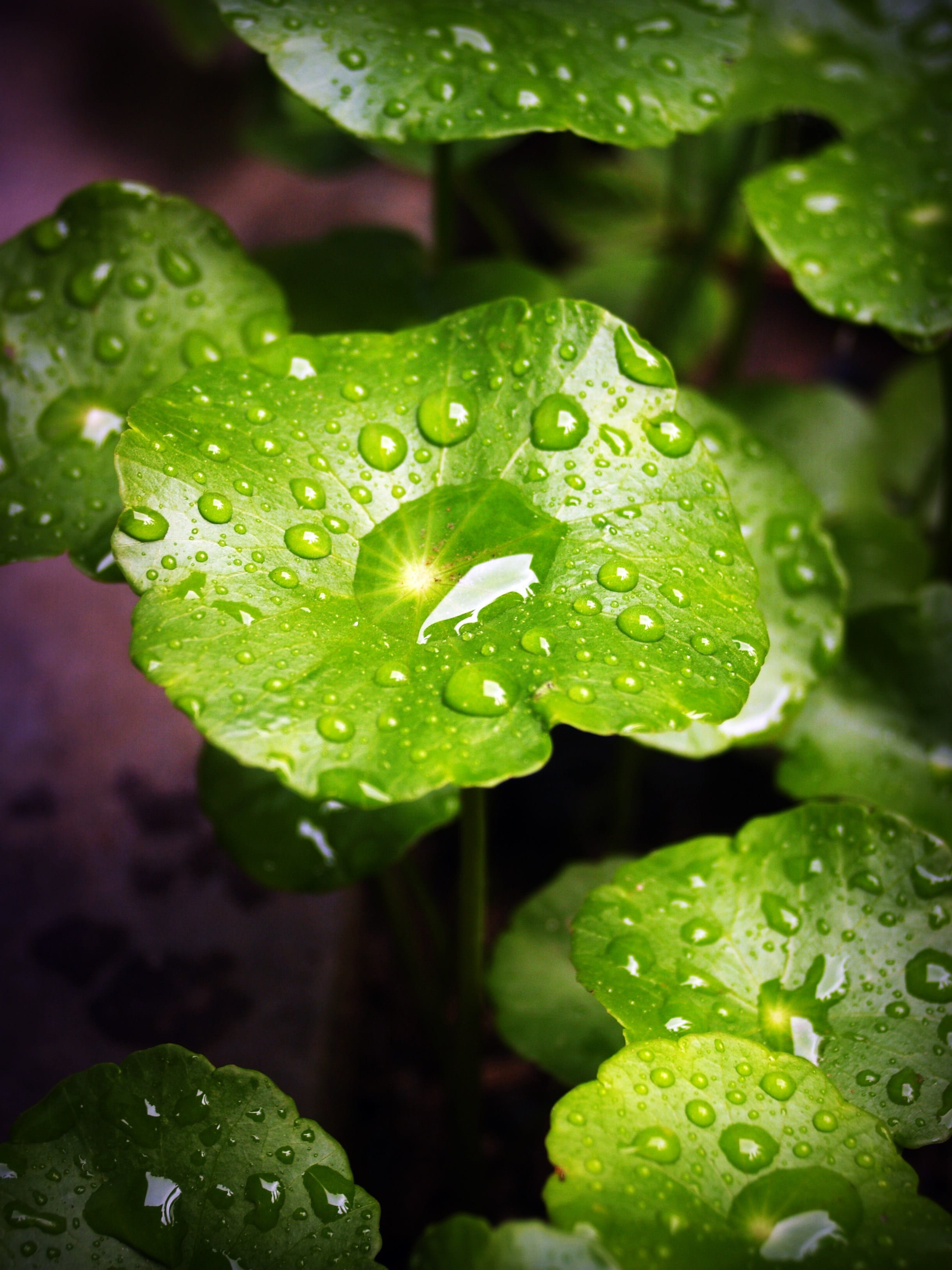 natural, no people, 2K, rainy season, close-up, growth, leaf, green, droplets, up, wet, rain, purity, plant part, raindrop, close, green color, life, day, Phone HD Wallpaper