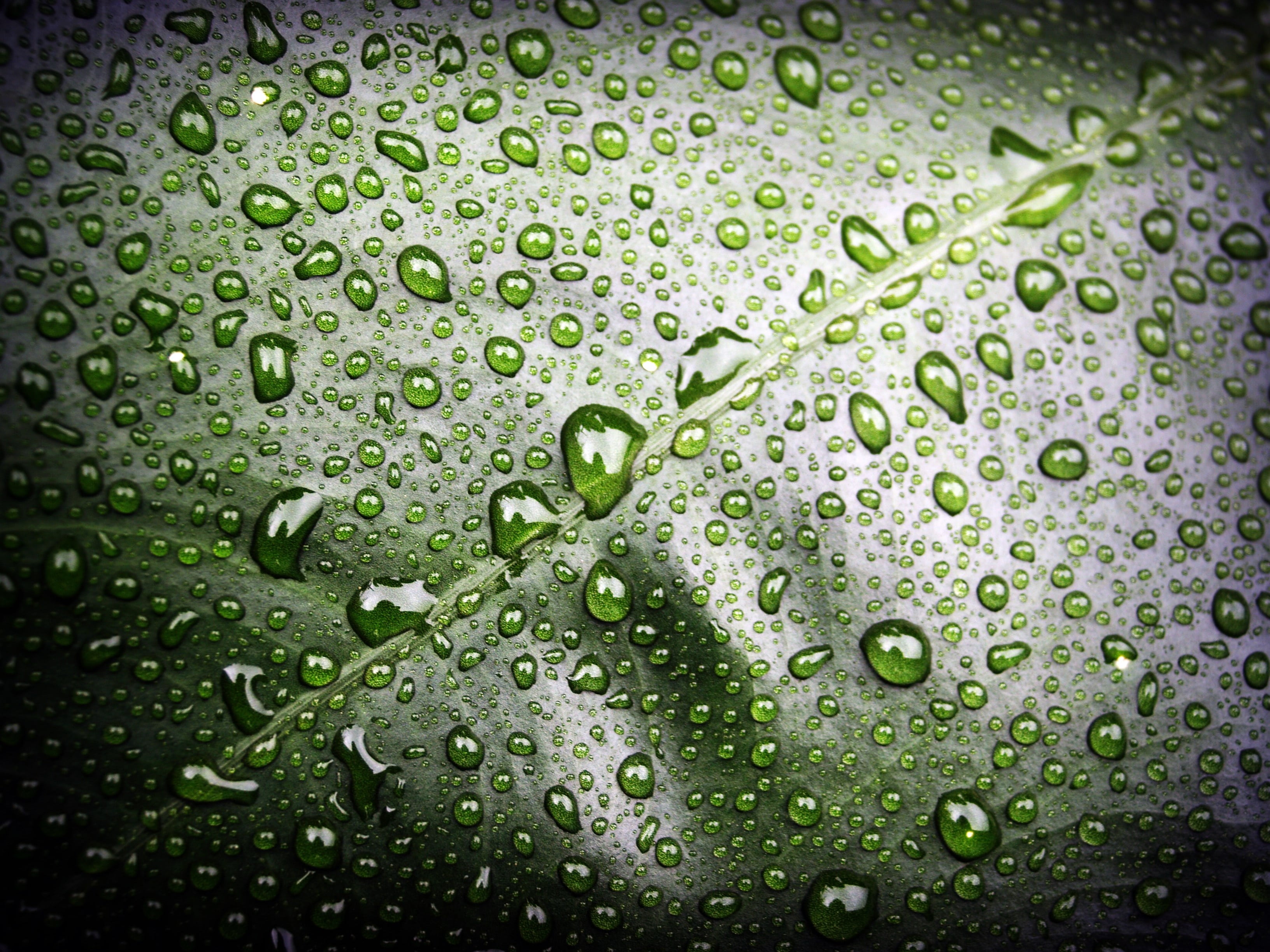 no people, droplets, up, fresh, macro, vein, pattern, background, leaf, close-up, bubble, nature, freshness, wet, green, green Color, 2K, rain, raindrop, HD Wallpaper