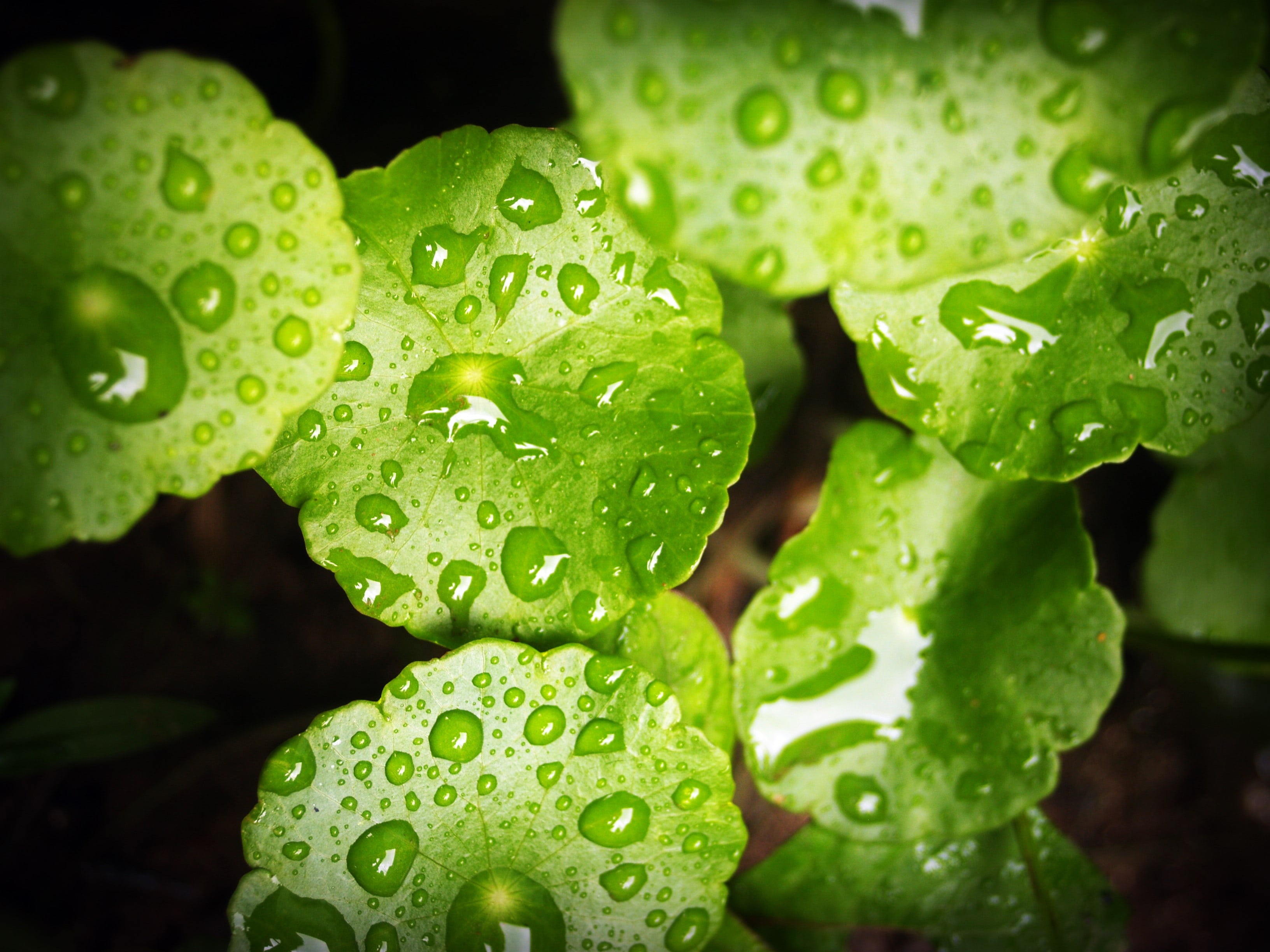 droplets, freshness, leaf, wonderful, plant part, 2K, black background, texture, beauty in nature, macro, vein, green, outdoors, growth, rain, green color, HD Wallpaper