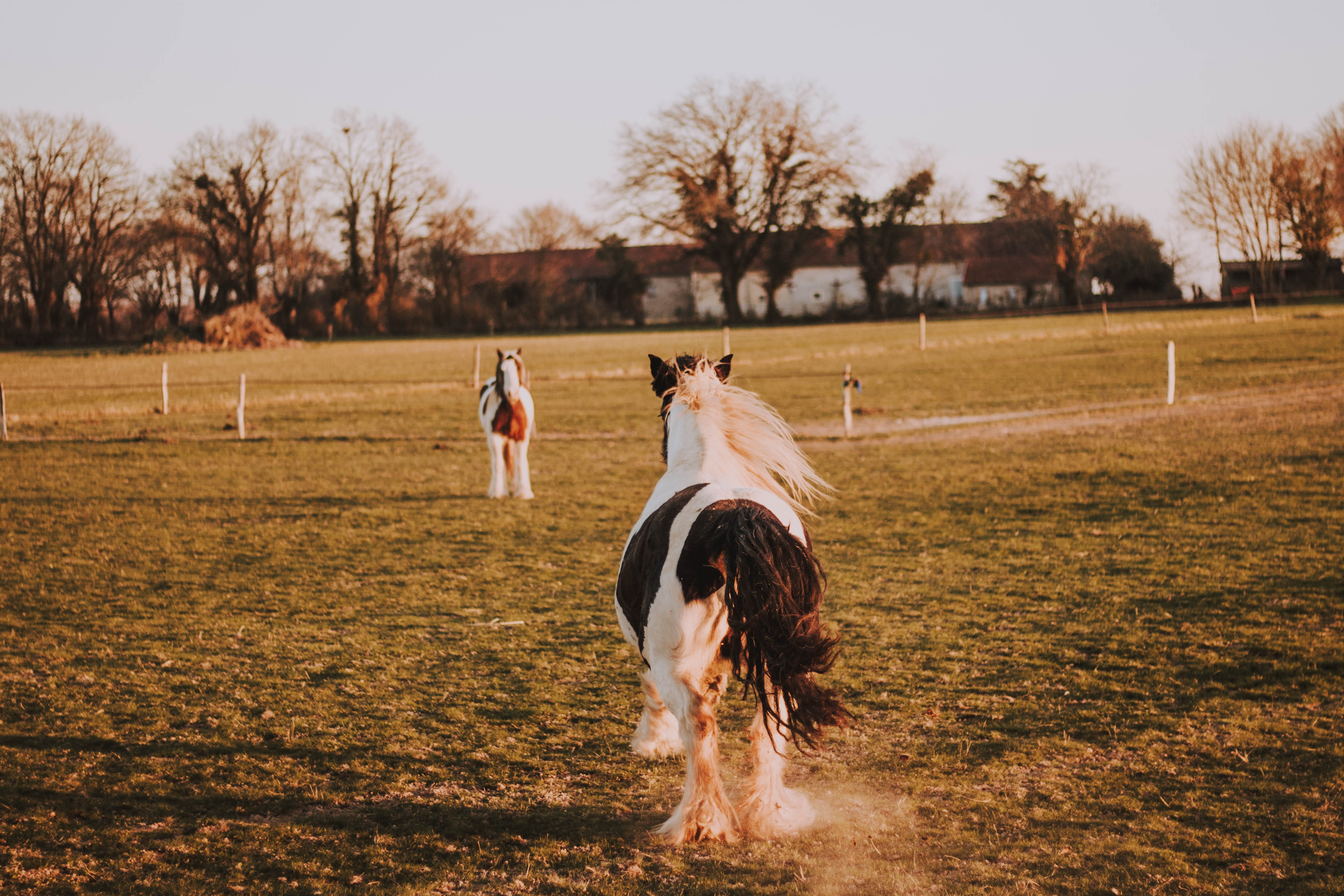 real people, nature, animal, life, grass, one animal, crowd, outdoors, white, pets, domestic, livestock, wonderful, dust, bull, motion, rodeo, mammal, pet, HD Wallpaper