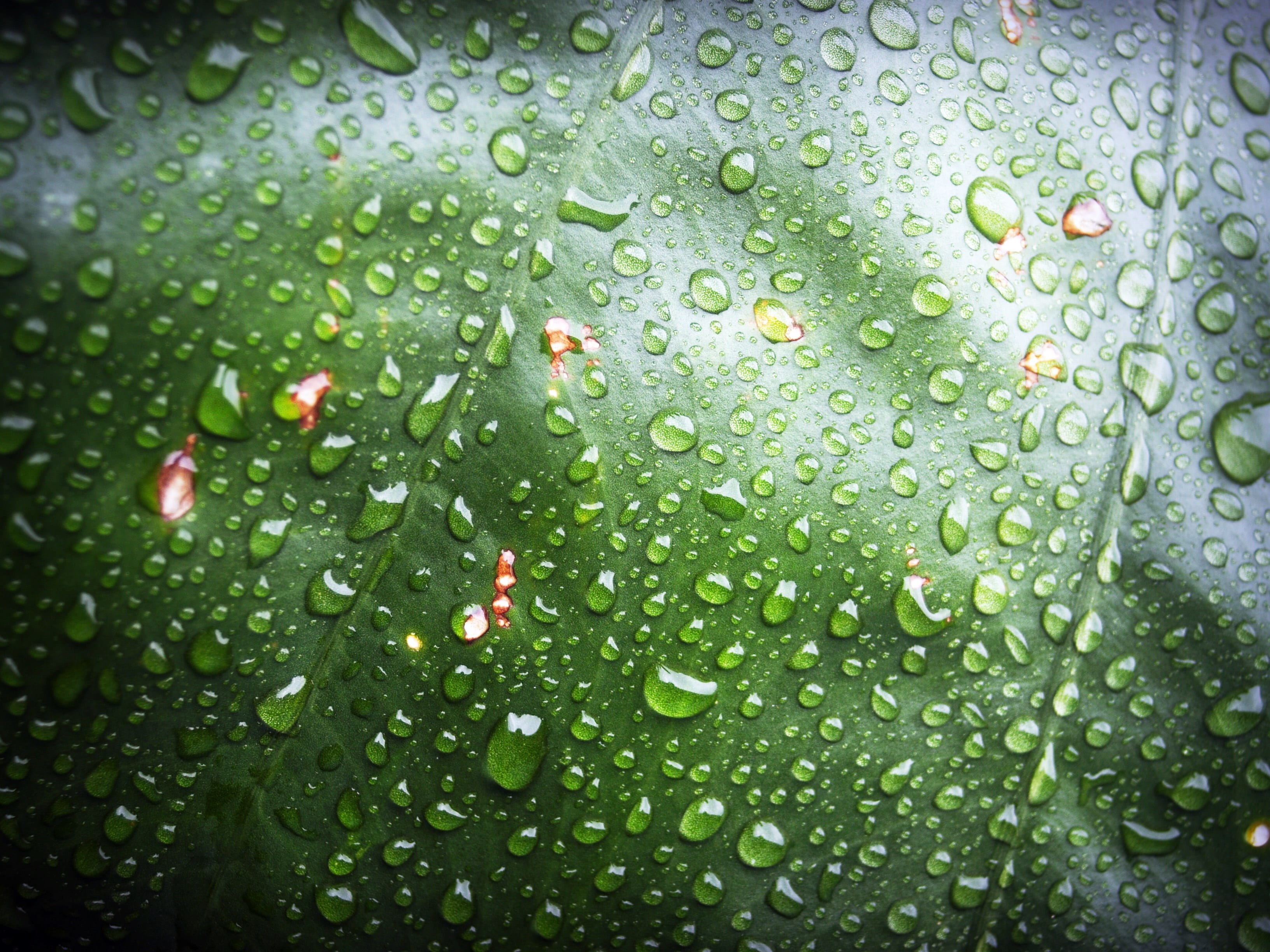 purity, backgrounds, rain, plant, freshness, full frame, close, nature, wonderful, 2K, fresh, raindrop, natural, vein, macro, closeup, plant part, no people, HD Wallpaper