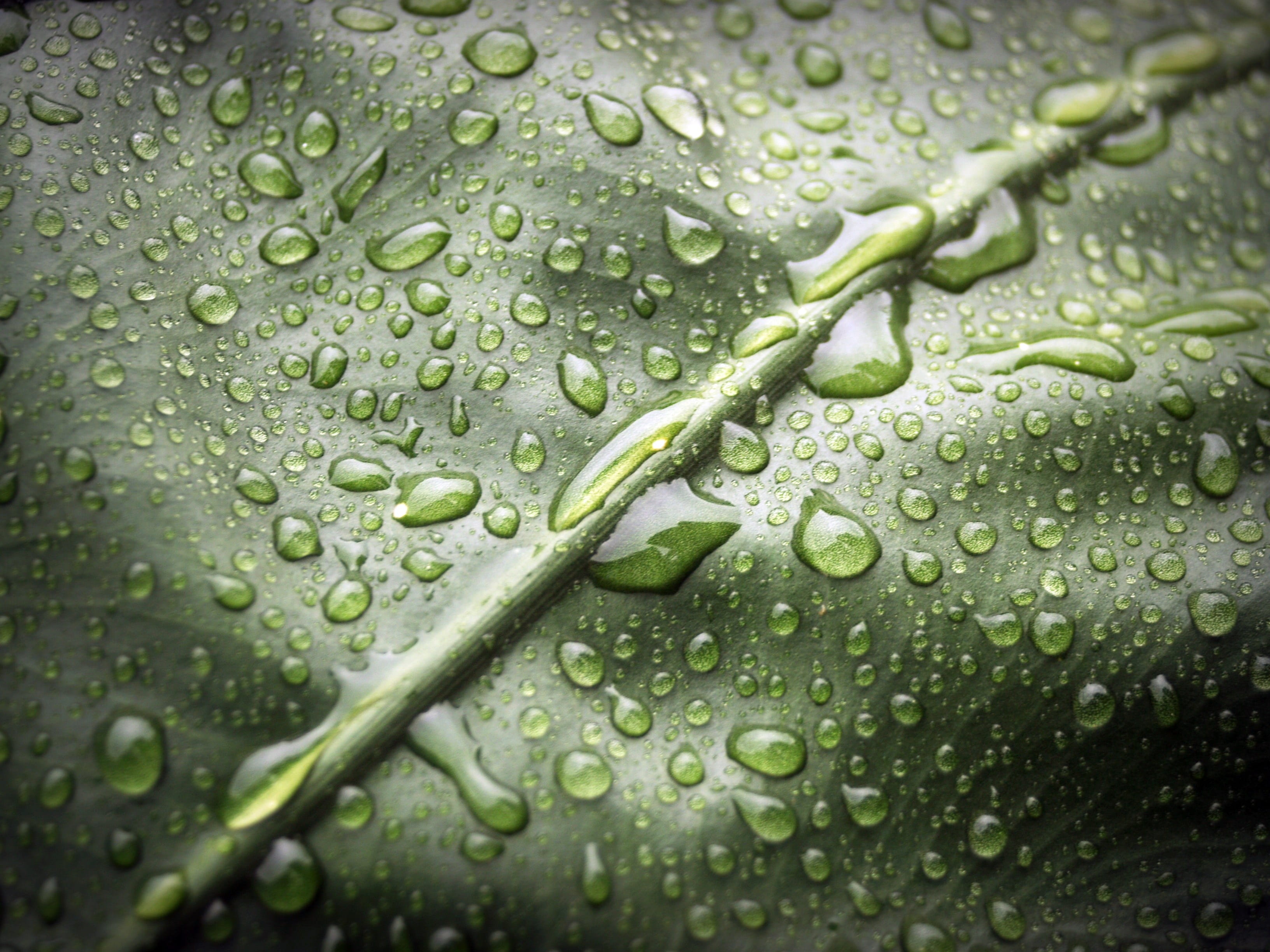 texture, closeup, nature, wet, life, monsoon, no people, rain, outdoors, rainy season, backgrounds, droplets, natural, up, Water, plant, dew, full frame, HD Wallpaper