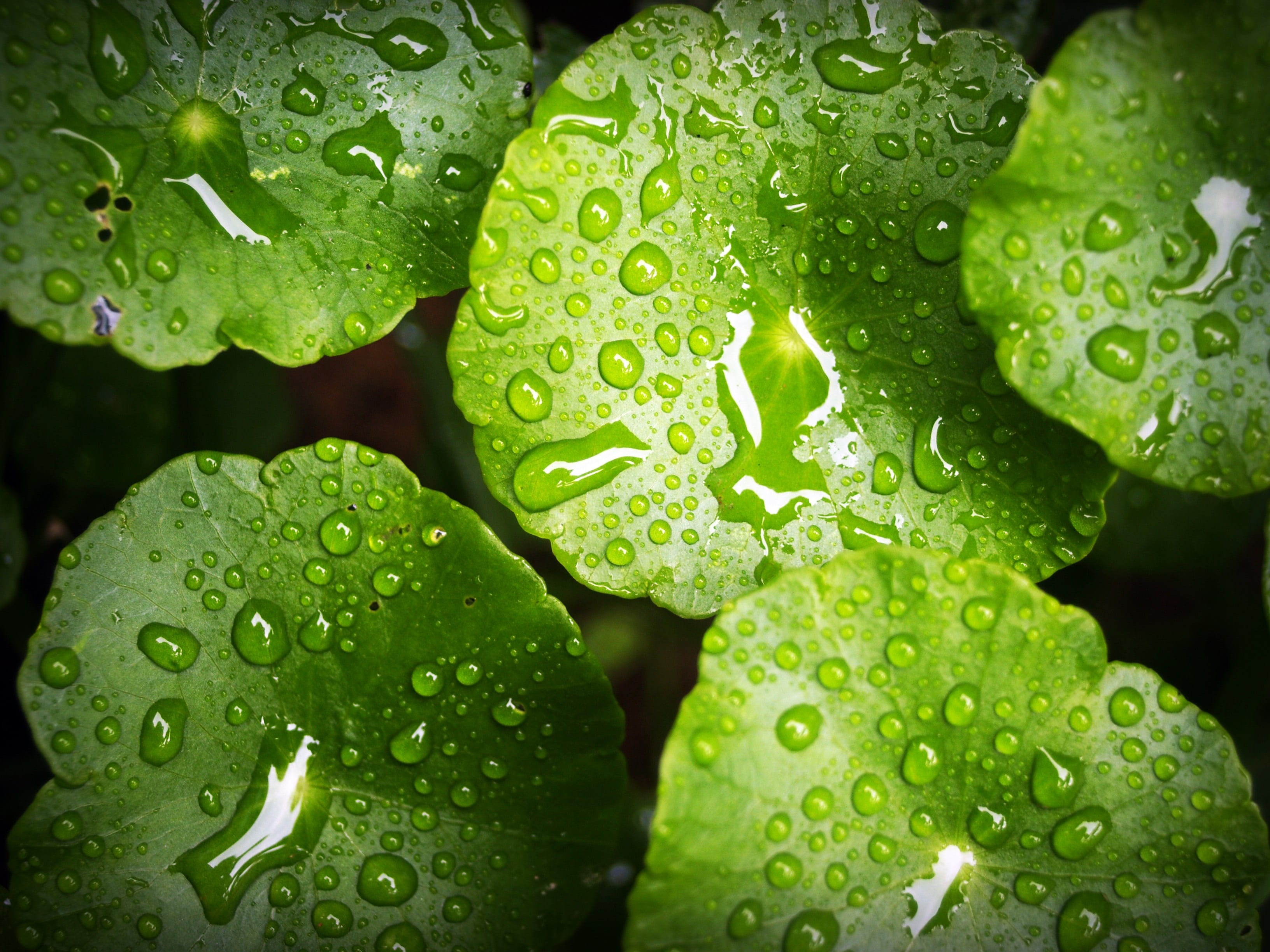 full frame, freshness, texture, closeup, droplets, purity, green color, beauty in nature, drop, plant, background, wonderful, growth, up, nature, 2K, wet, HD Wallpaper