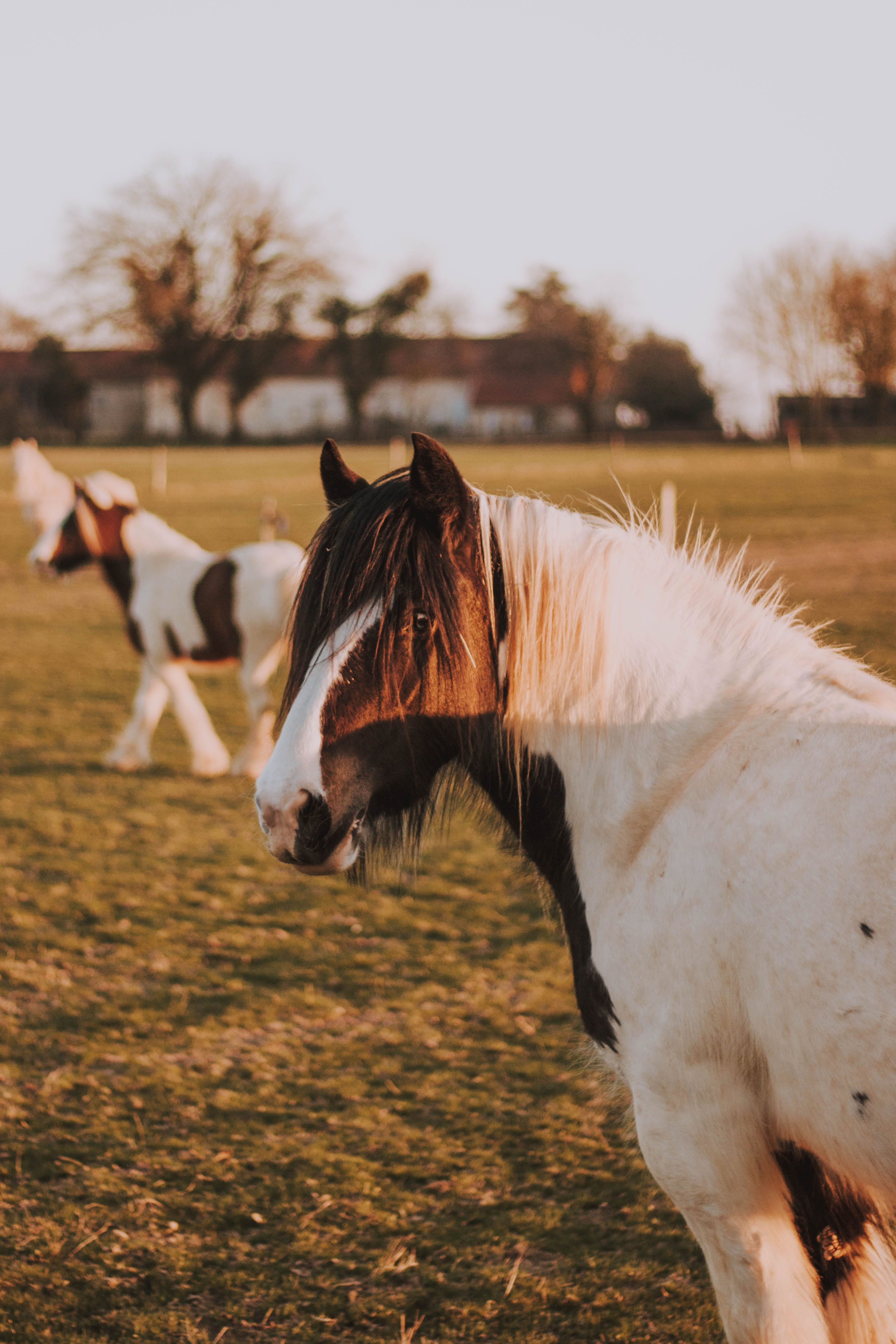 field, equestrian, mammal, one animal, portrait, animal, land, white color, domestic animals, animal head, no people, back, white, strap, livestock, 4K, Phone HD Wallpaper