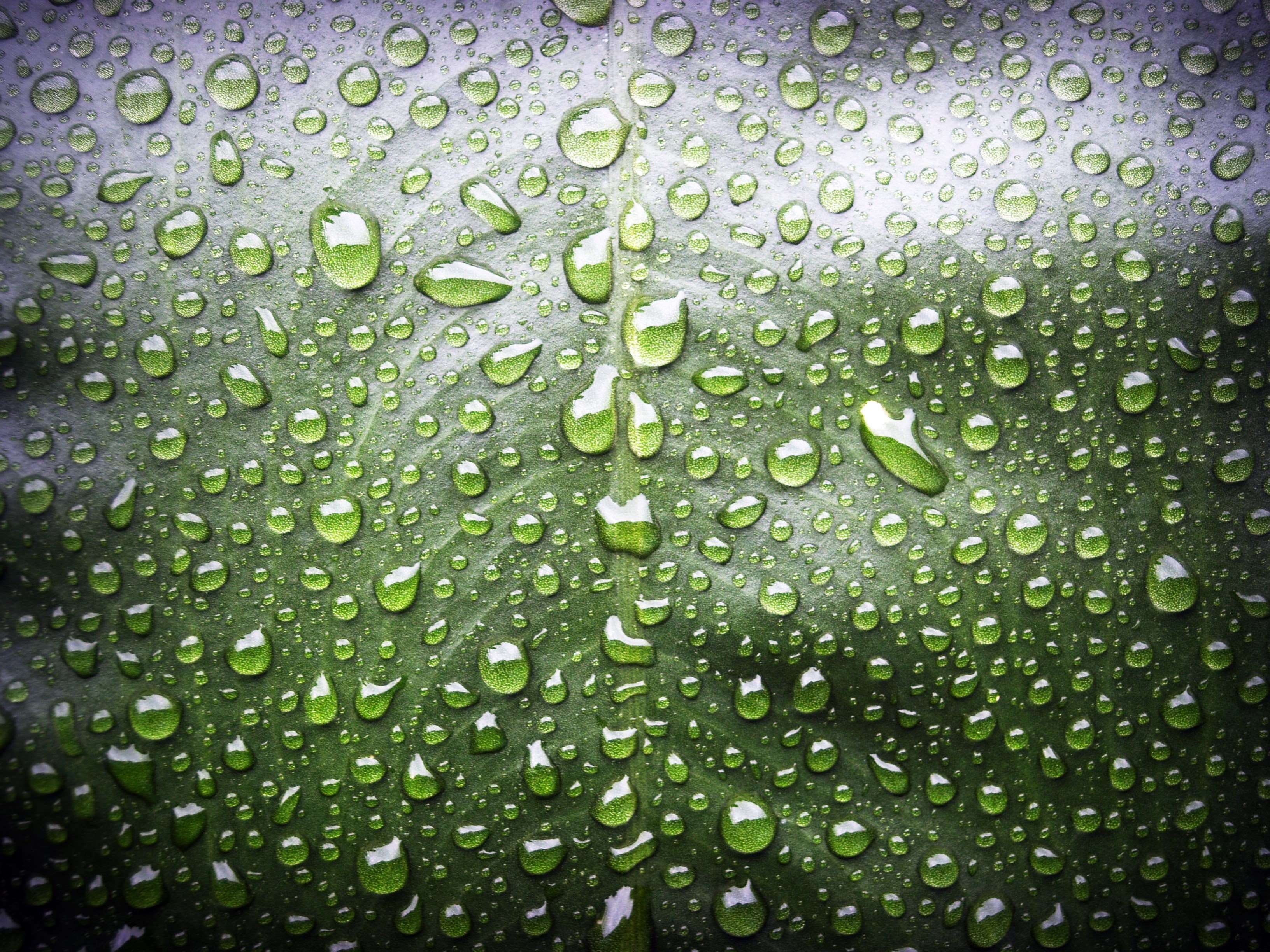 purity, macro, vein, wet, leaf, outdoors, raindrop, texture, rain, drop, life, green color, freshness, 2K, backgrounds, water, full frame, pattern, natural, HD Wallpaper