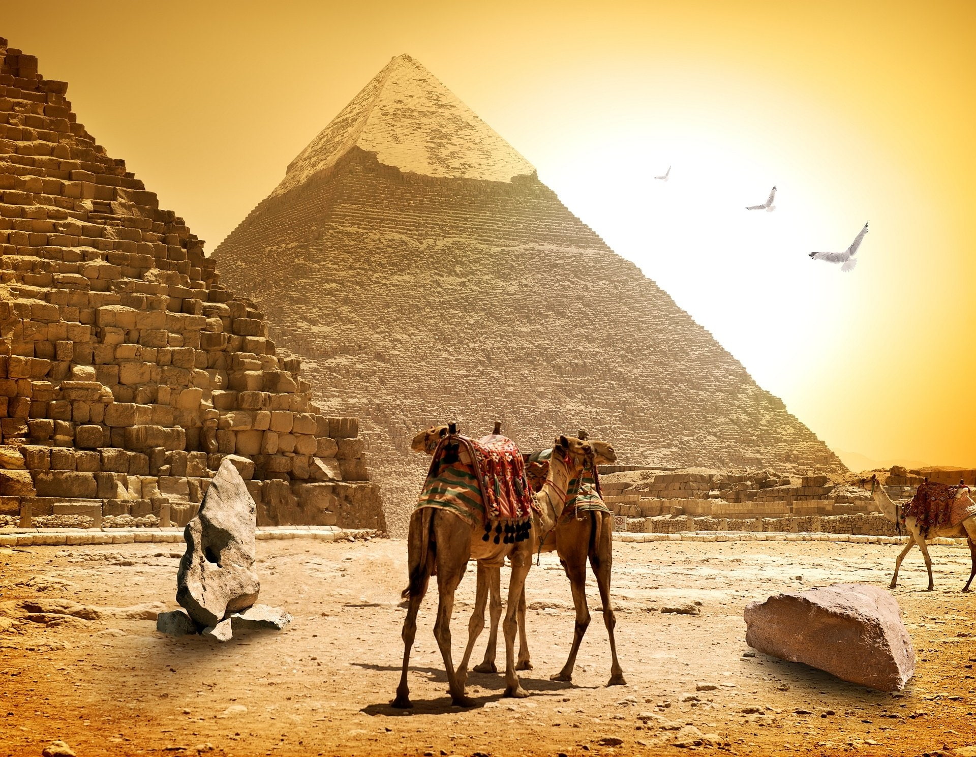 Pyramid, Egyptian, Man Made, 1080P, Camel, HD Wallpaper