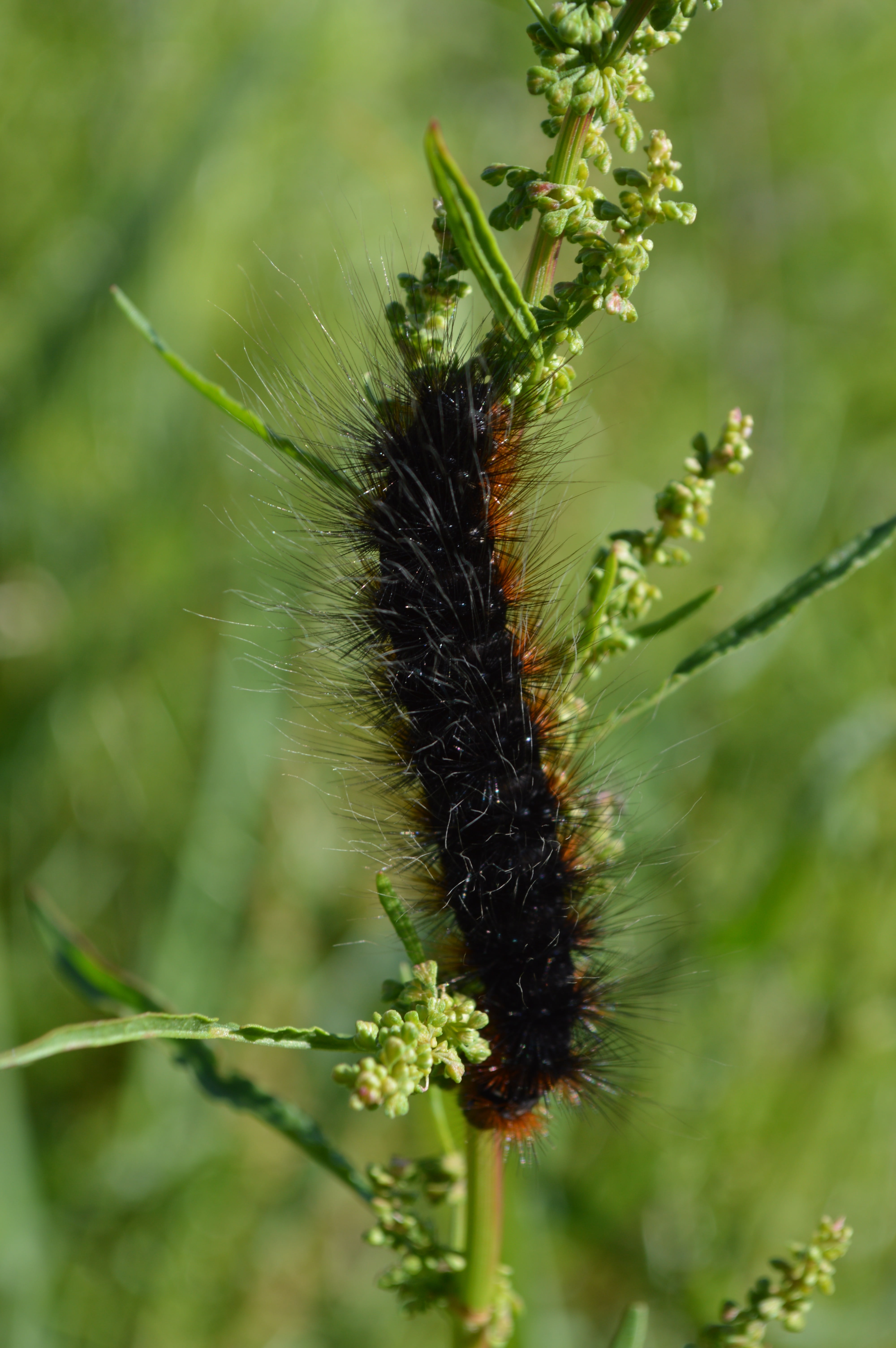 green color, plant, fragility, one animal, hairy, no people, flower, bug, day, insect, nature reserve, close up, 5K, focus on foreground, nature, outdoors, Phone HD Wallpaper