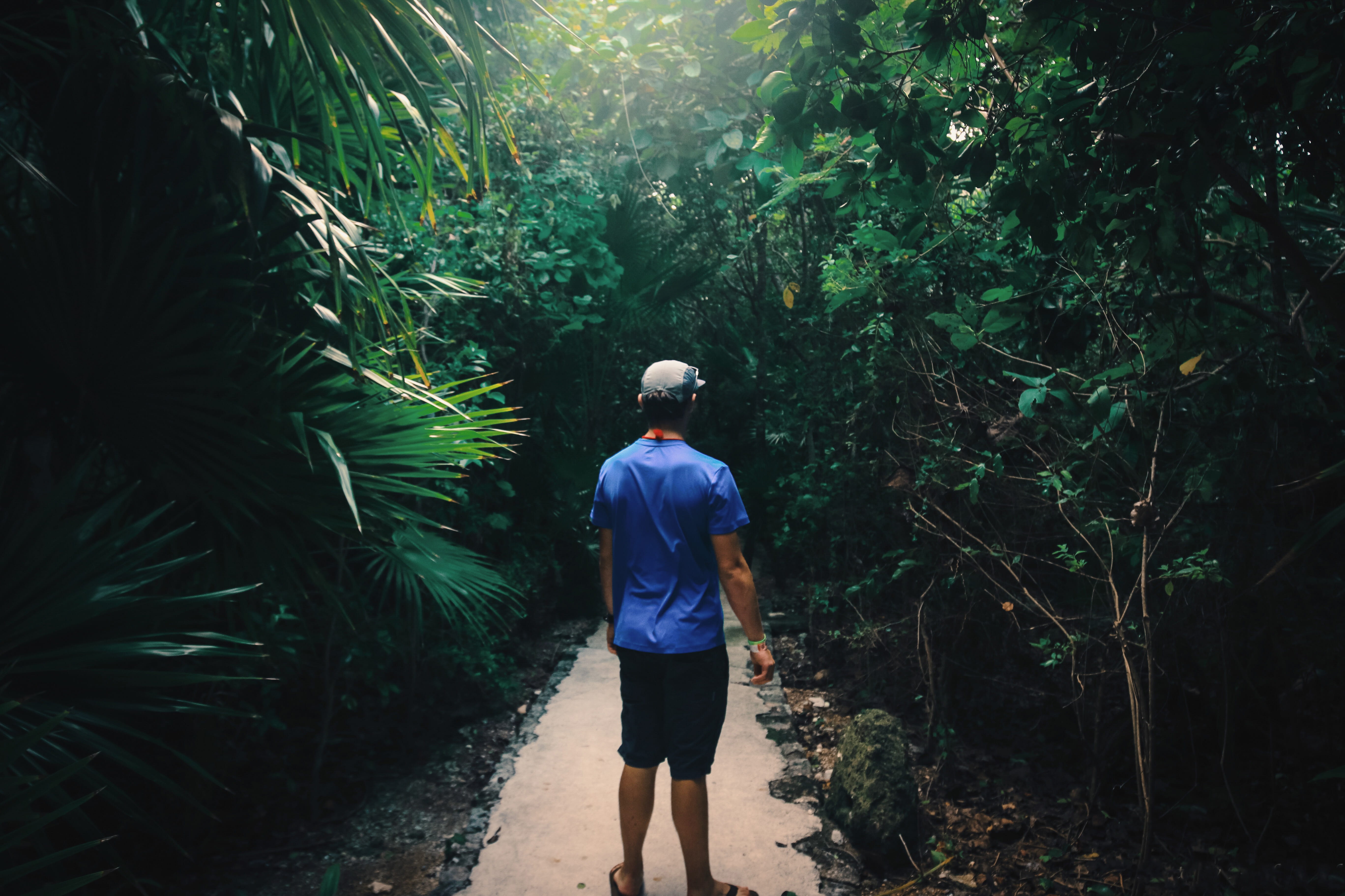 men, green color, mexico, tree, serene, plant, standing, green, walking, 5K, tropical, leisure activity, outdoors, one person, rear view, forest, path, HD Wallpaper