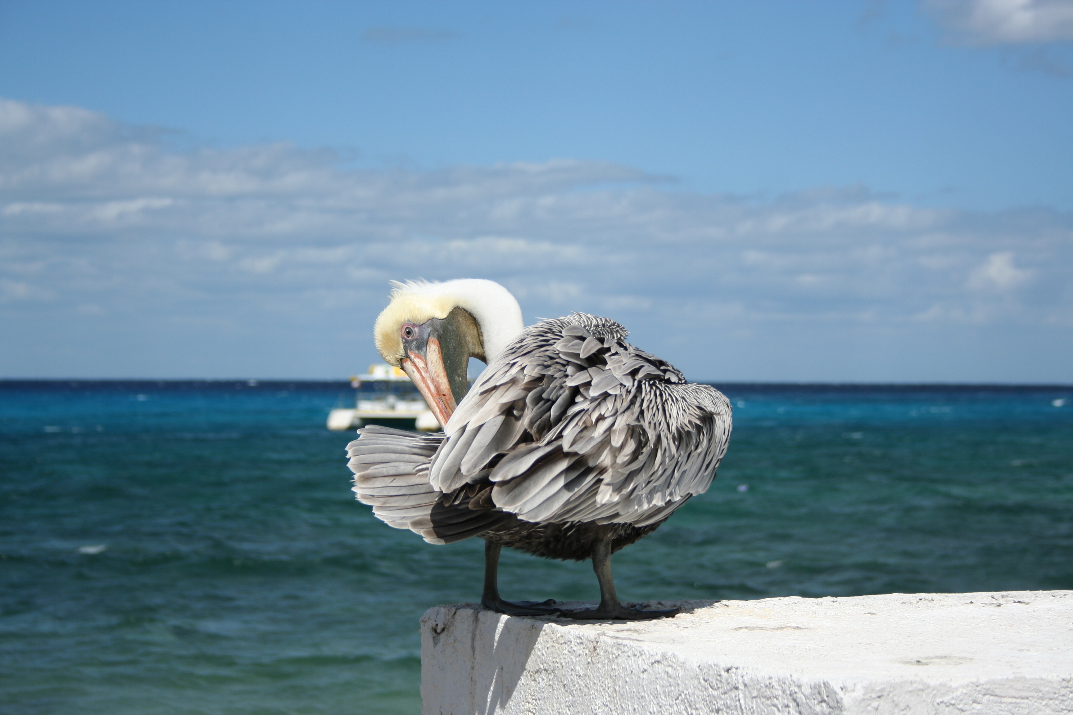 sea, sunlight, yucatan, focus on foreground, pelican, animal wildlife, no people, horizon over water, horizon, day, animals in the wild, mexico, animal, HD Wallpaper