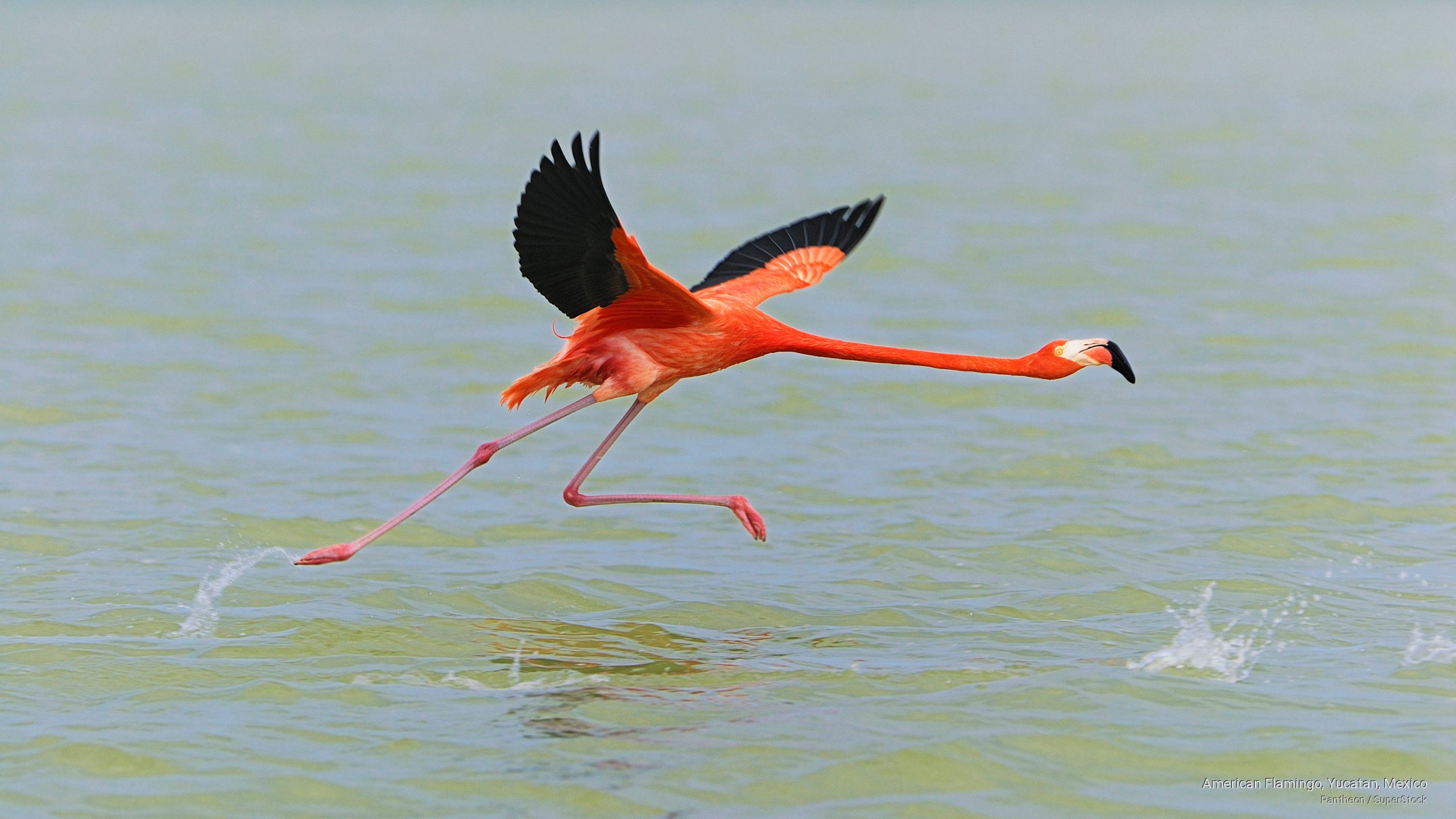 Birds, yucatan, 2K, mexico, flamingo, american, HD Wallpaper