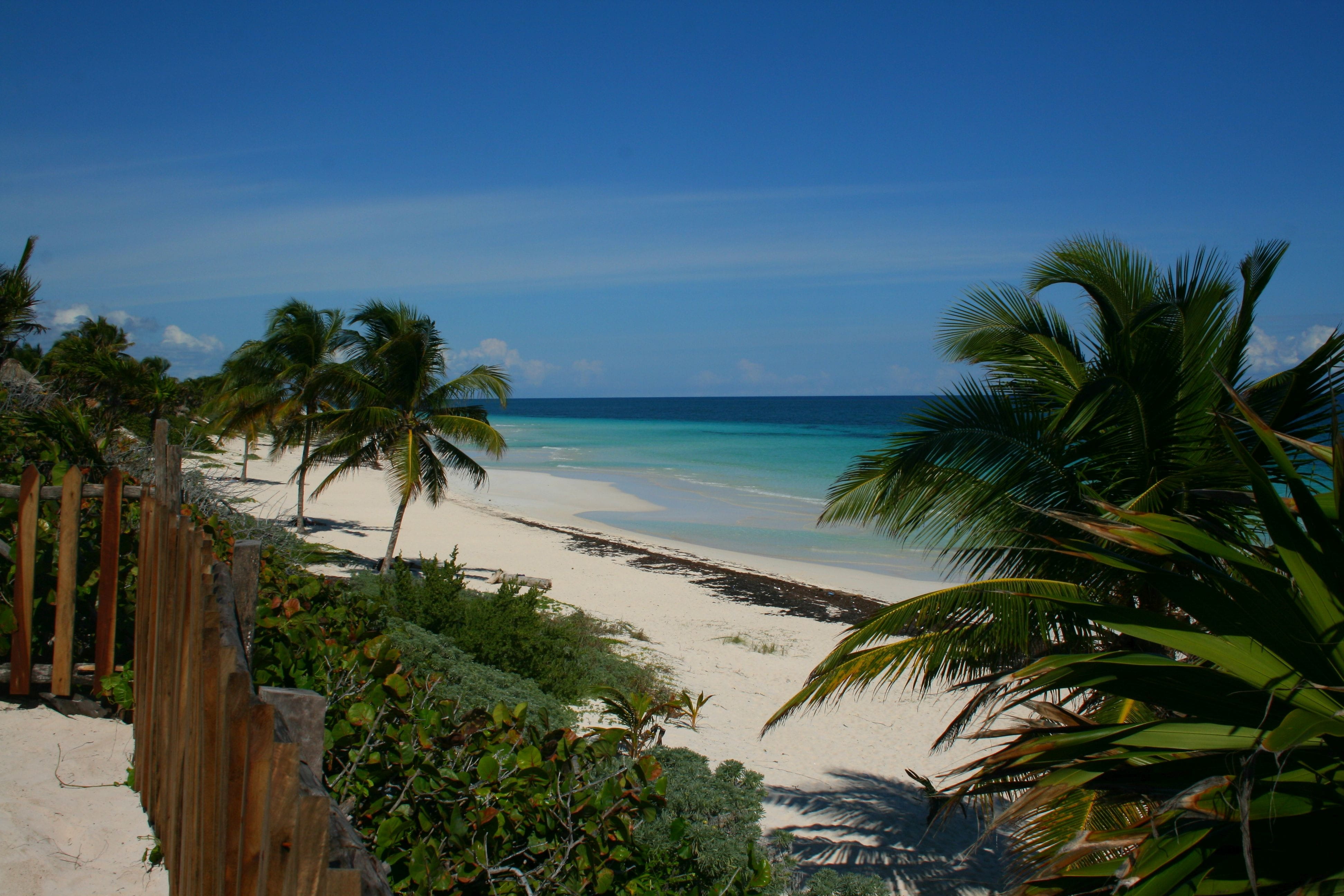 tree, outdoors, horizon over water, no people, palm trees, tranquility, summer, plant, coconut palm tree, vacations, nature, palm tree, beach, sand, sky, HD Wallpaper