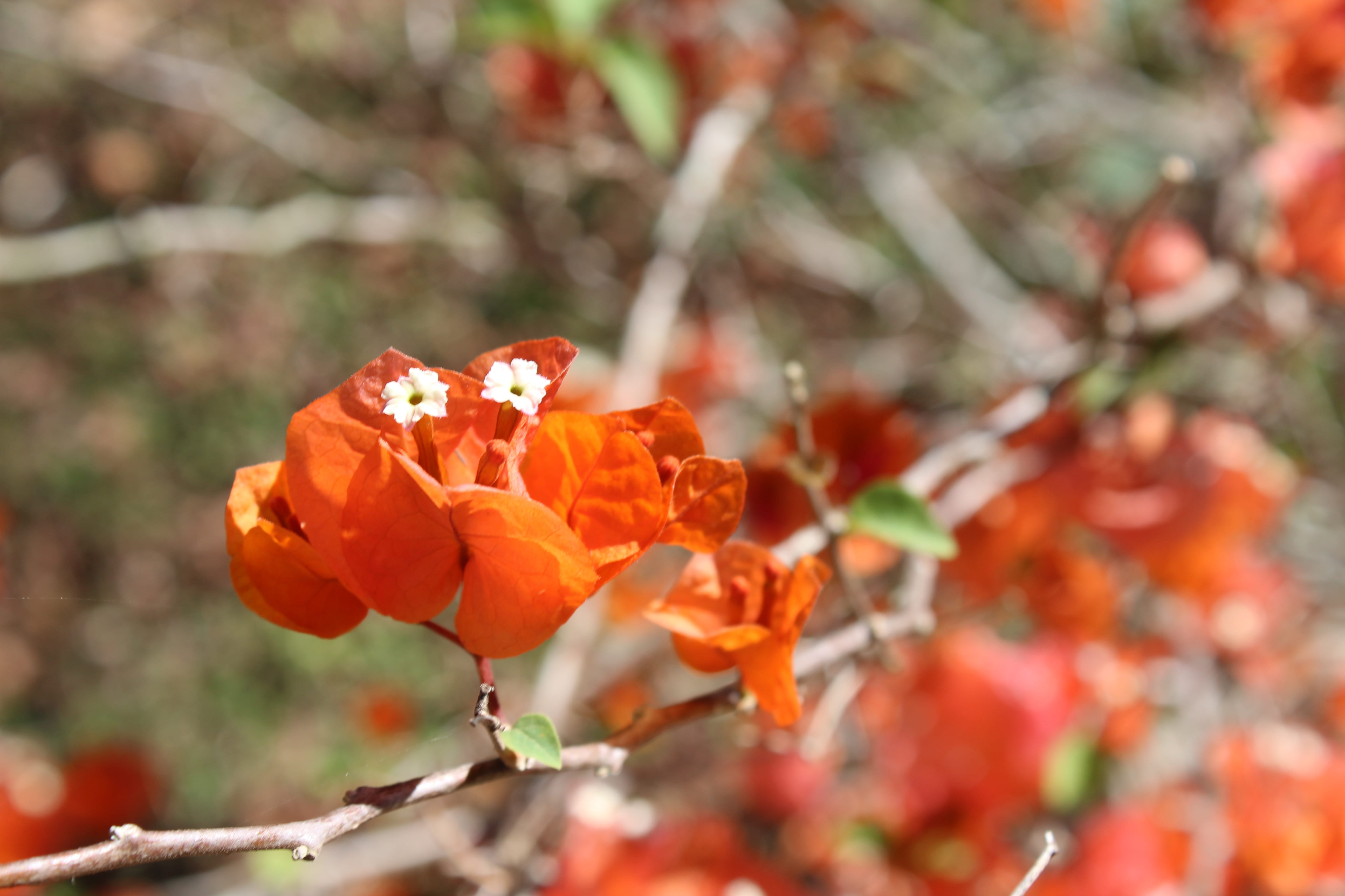 flower, flores, uxmal yucatan ruinas, orange color, inflorescence, growth, beauty in nature, outdoors, nature, plant, 5K, mexico, fragility, flower head, HD Wallpaper