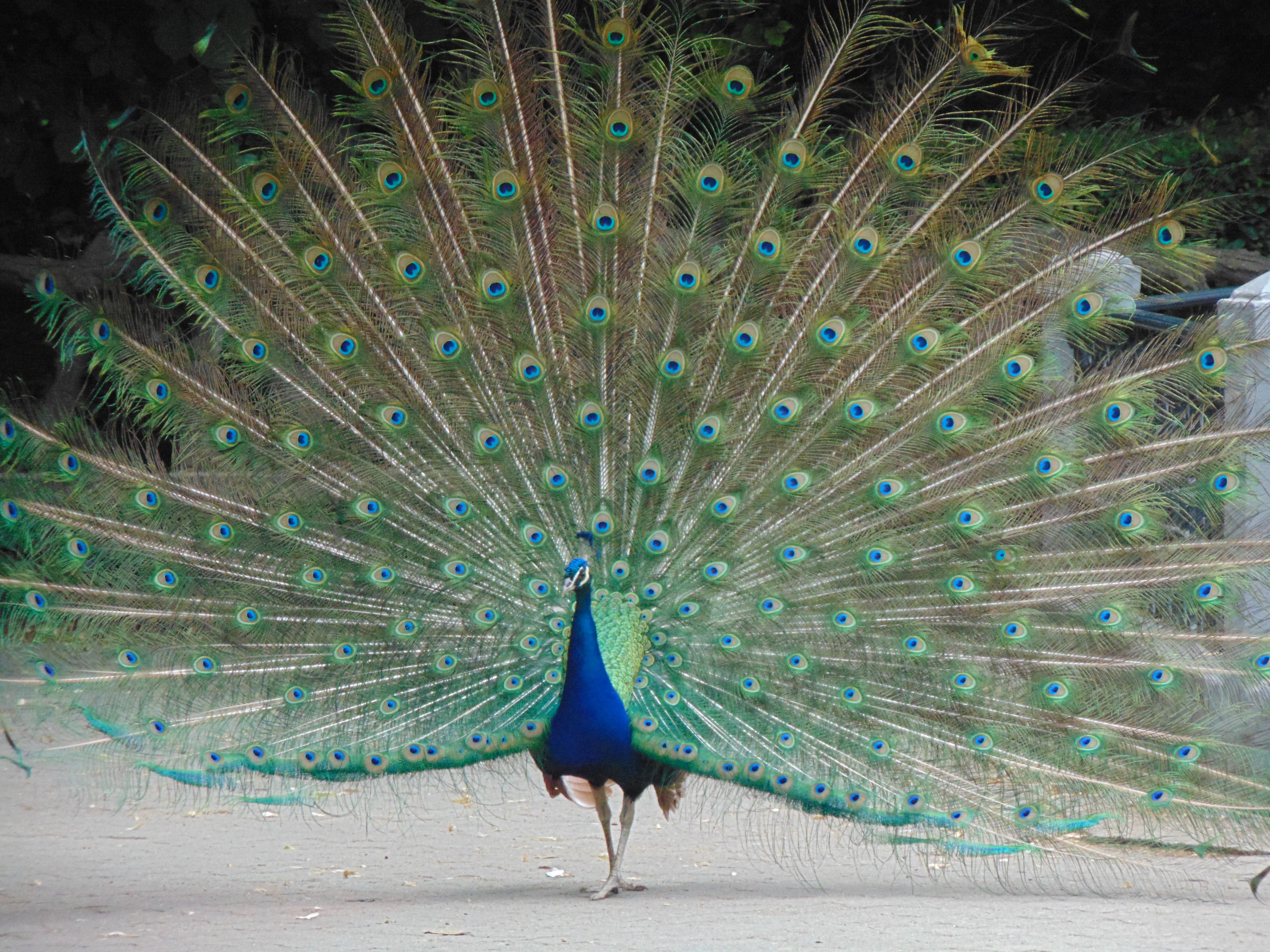 animal, vertebrate, animal wildlife, one animal, peacock, animals in the wild, beauty in nature, no people, day, nature, fanned out, bird, land, 5K, royal, HD Wallpaper