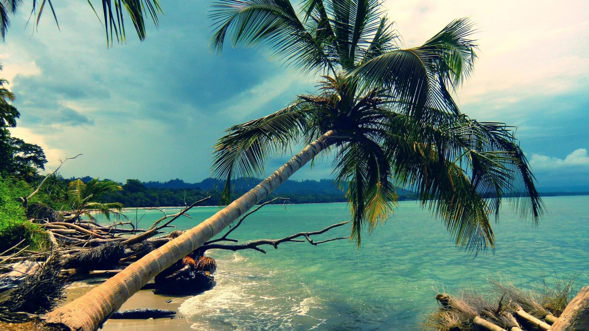 palm trees, day, green, tropical climate, idyllic, plant, tranquil scene, coconut, scenics - nature, tree, no people, horizon over water, beauty in nature, HD Wallpaper