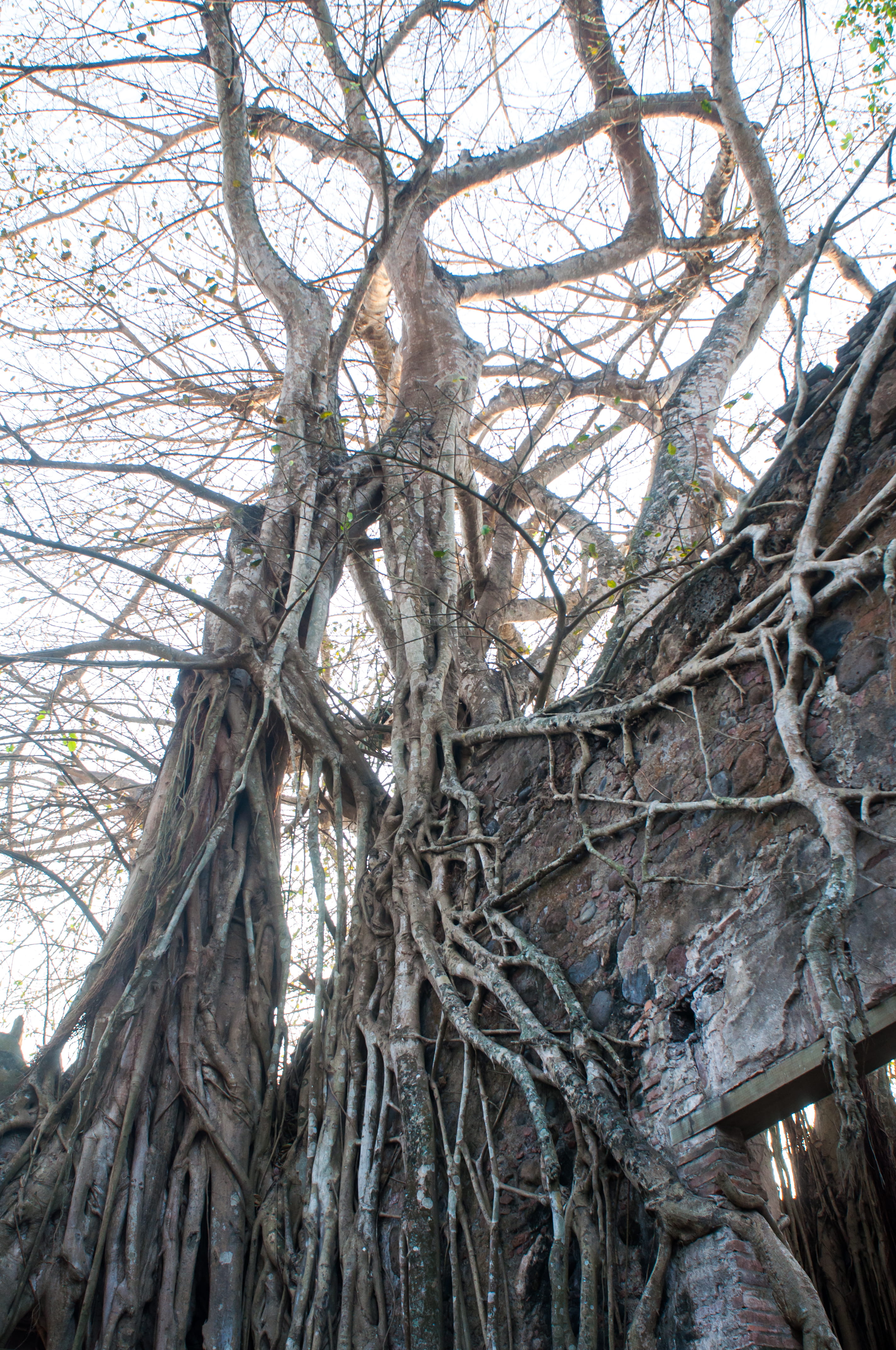 no people, vine, dog house, housing, ruins, cottage, tranquility, outdoors, miedo, branch, fergomez, full frame, ramas, arbol, plant, large, bare tree, Phone HD Wallpaper