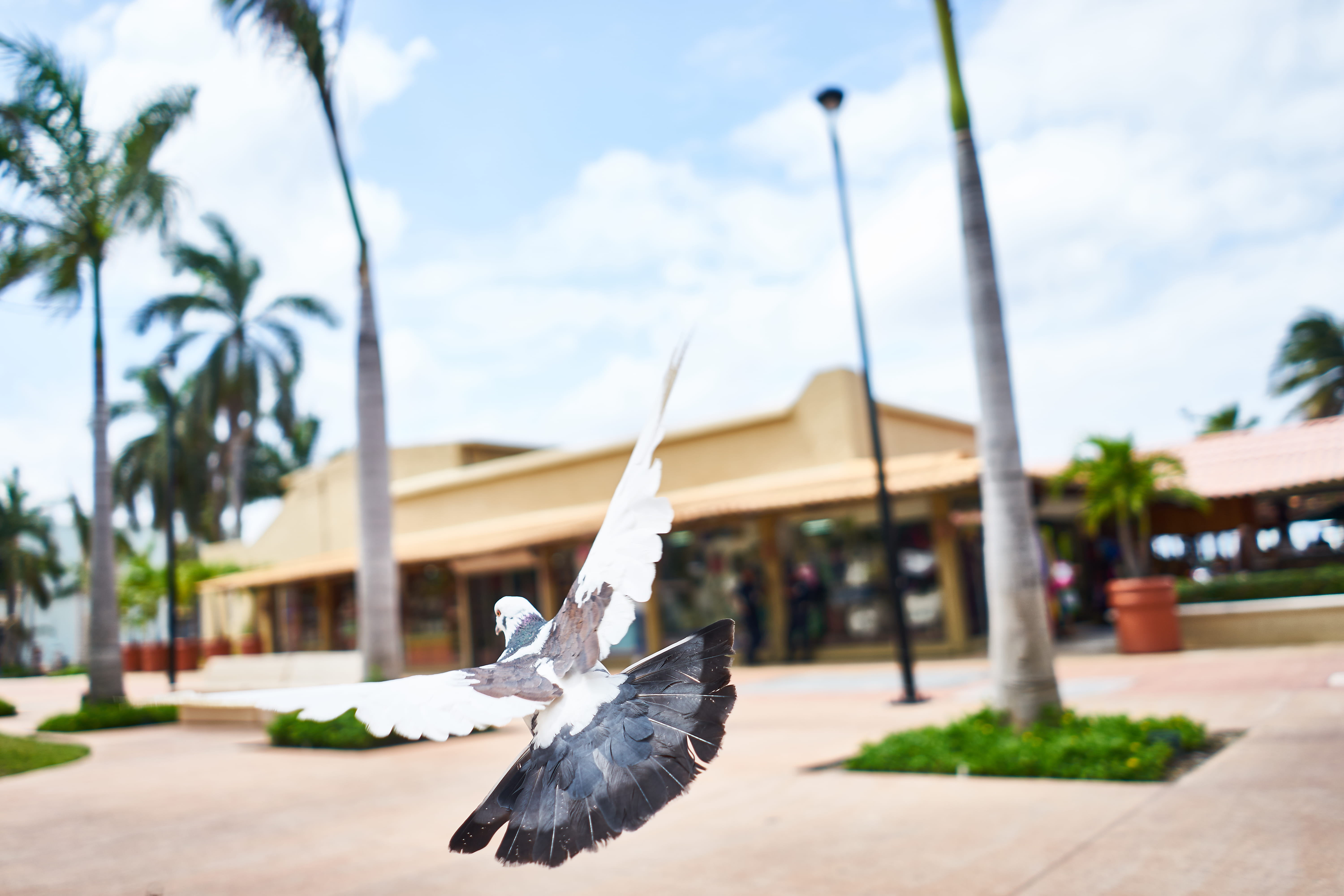 outdoors, cozumel, tree, animal wildlife, built structure, tropical, no people, vertebrate, building exterior, flying, 5K, architecture, vacation, palm tree, HD Wallpaper