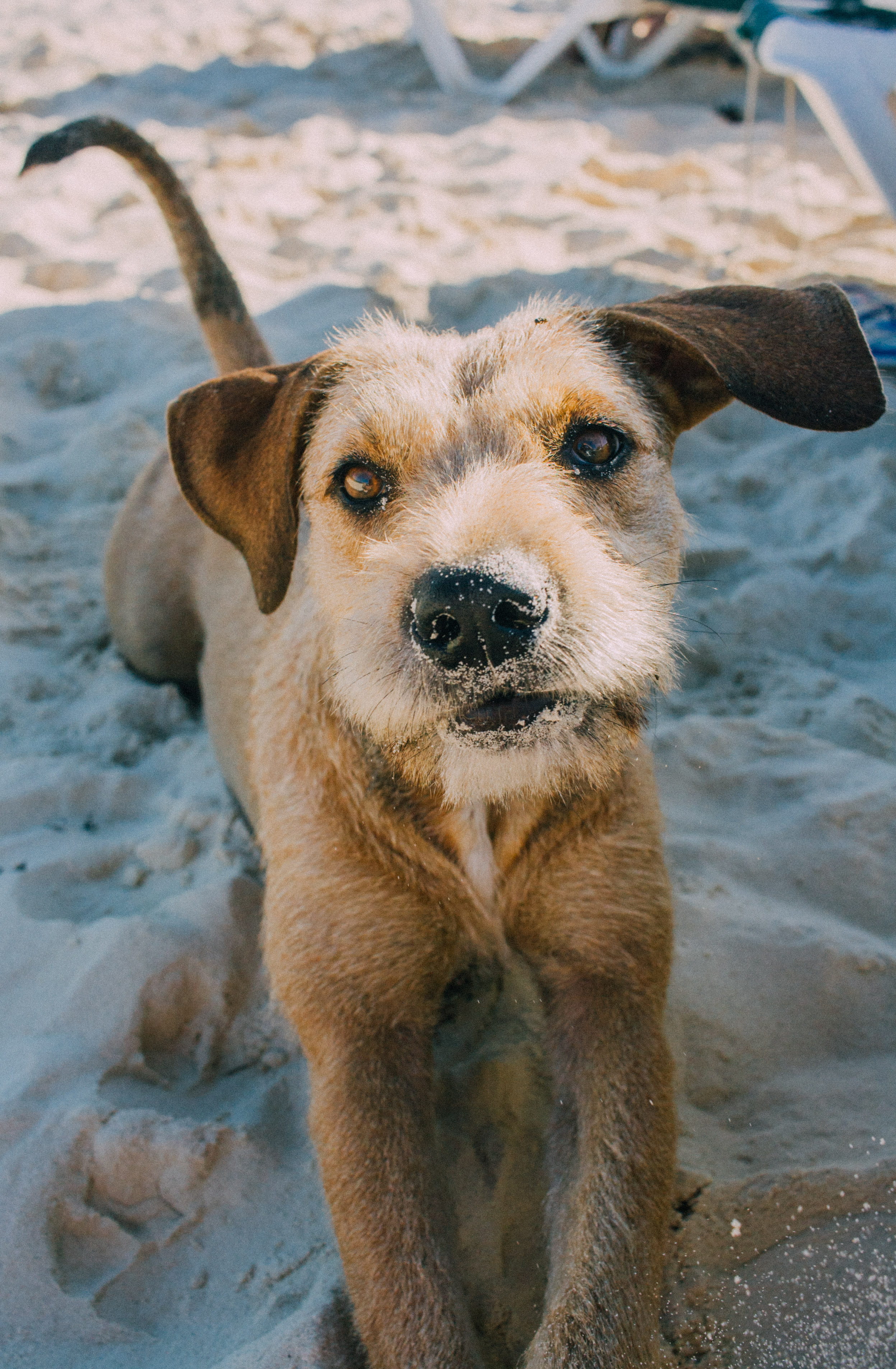looking at camera, domestic, high angle view, terrier, 2K, coated, pet, mammal, photo, beach, no people, hound, day, mexico, wildlife, vertebrate, domestic animals, Phone HD Wallpaper