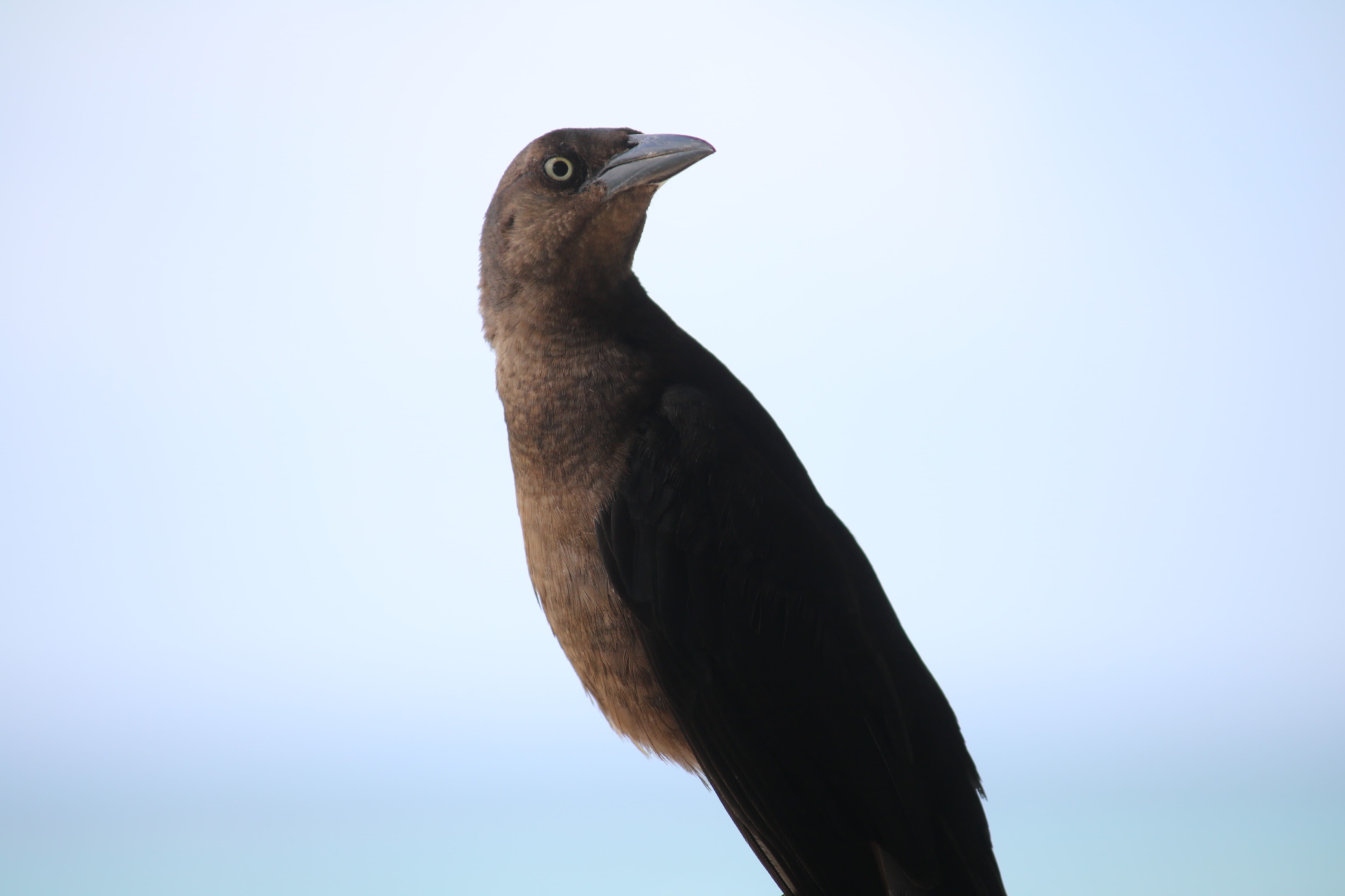 no people, 4K, looking, clear sky, mexico, copy space, focus on foreground, animal wildlife, outdoors, animal neck, animal themes, looking away, bird, HD Wallpaper