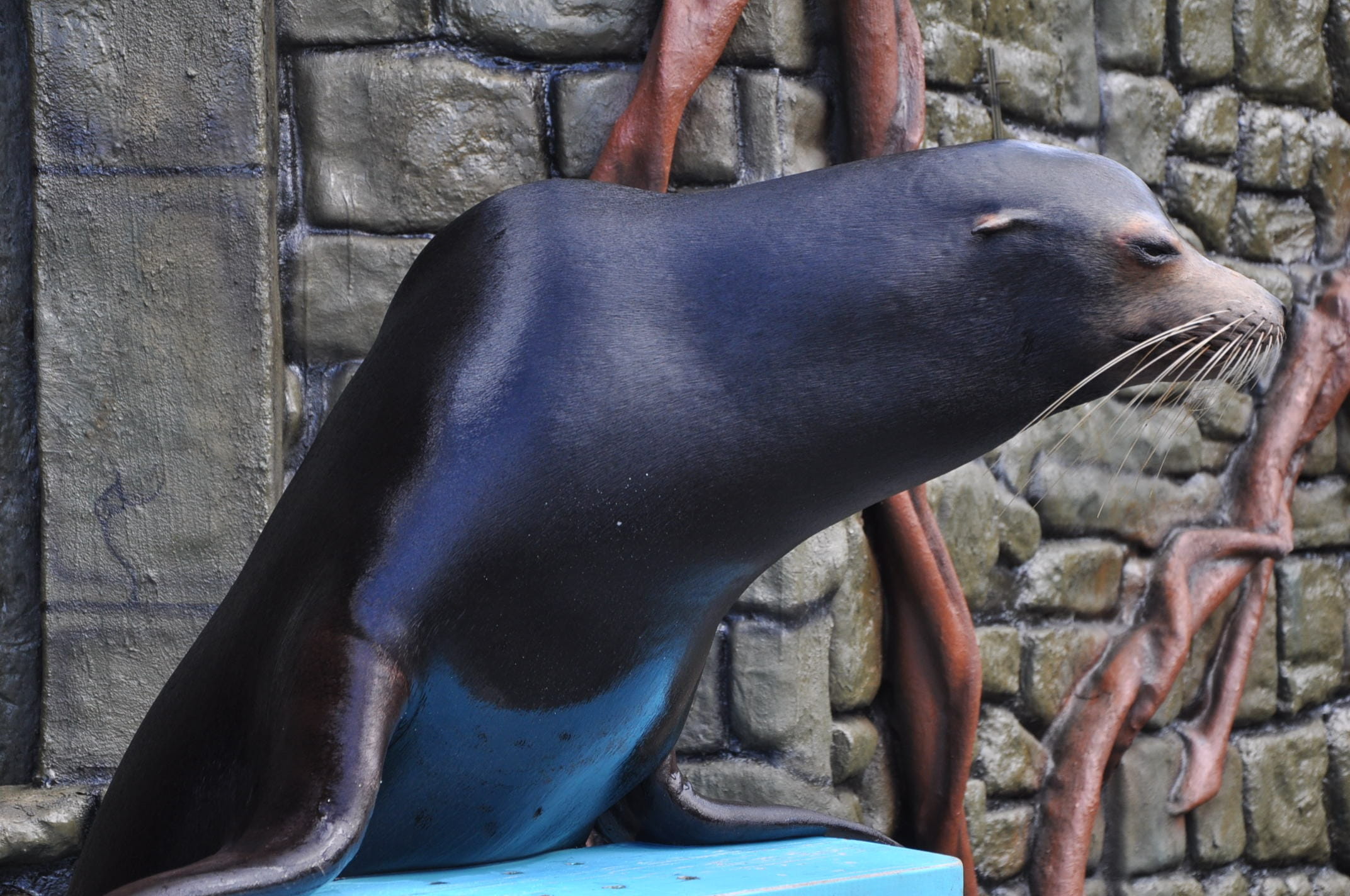 whisker, aquatic mammal, wall, zoo, vertebrate, sea, whiskers, seal - animal, wall - building feature, wildlife, cozumel, marine, animal themes, water, HD Wallpaper