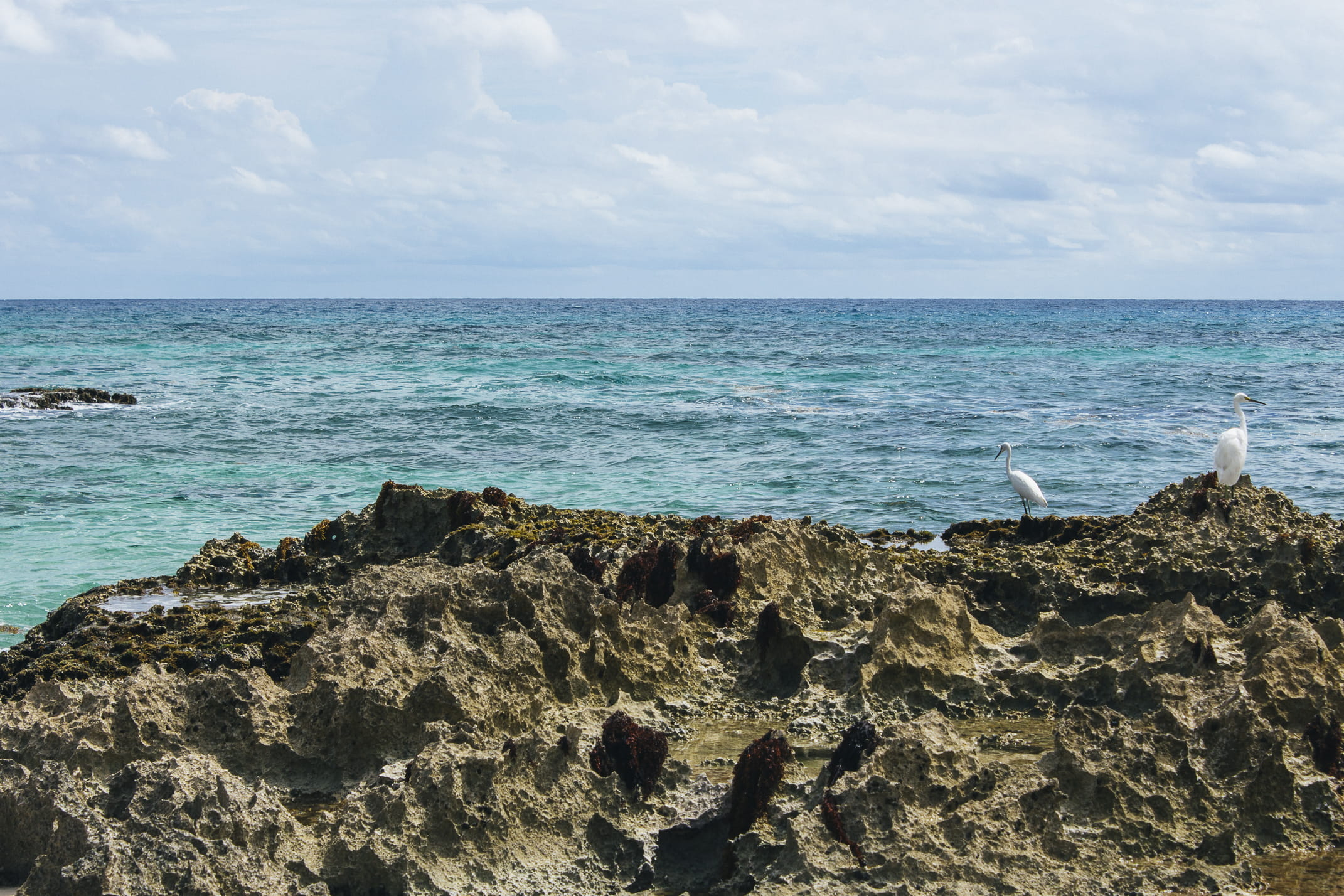 day, water, ocean, tranquil scene, sky, birds, turquoise colored, animal wildlife, tranquility, horizon, no people, rocks, idyllic, mexico, 1080P, cloud - sky, HD Wallpaper
