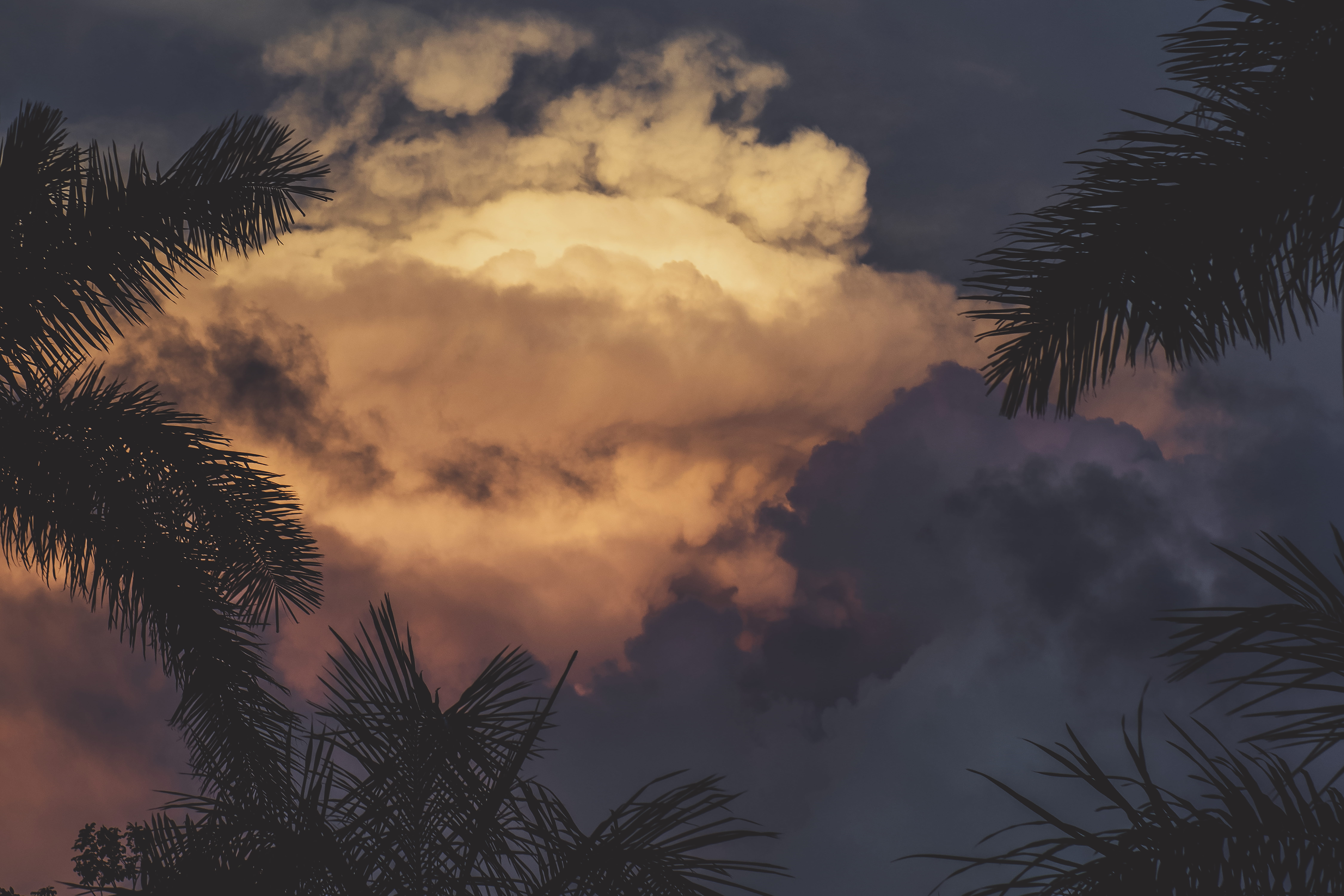 sunlight, silhouette, nature, sky, scenics - nature, plant, red sky, tranquil scene, tree, tropical climate, low angle view, flare, playa del carmen, outdoors, HD Wallpaper