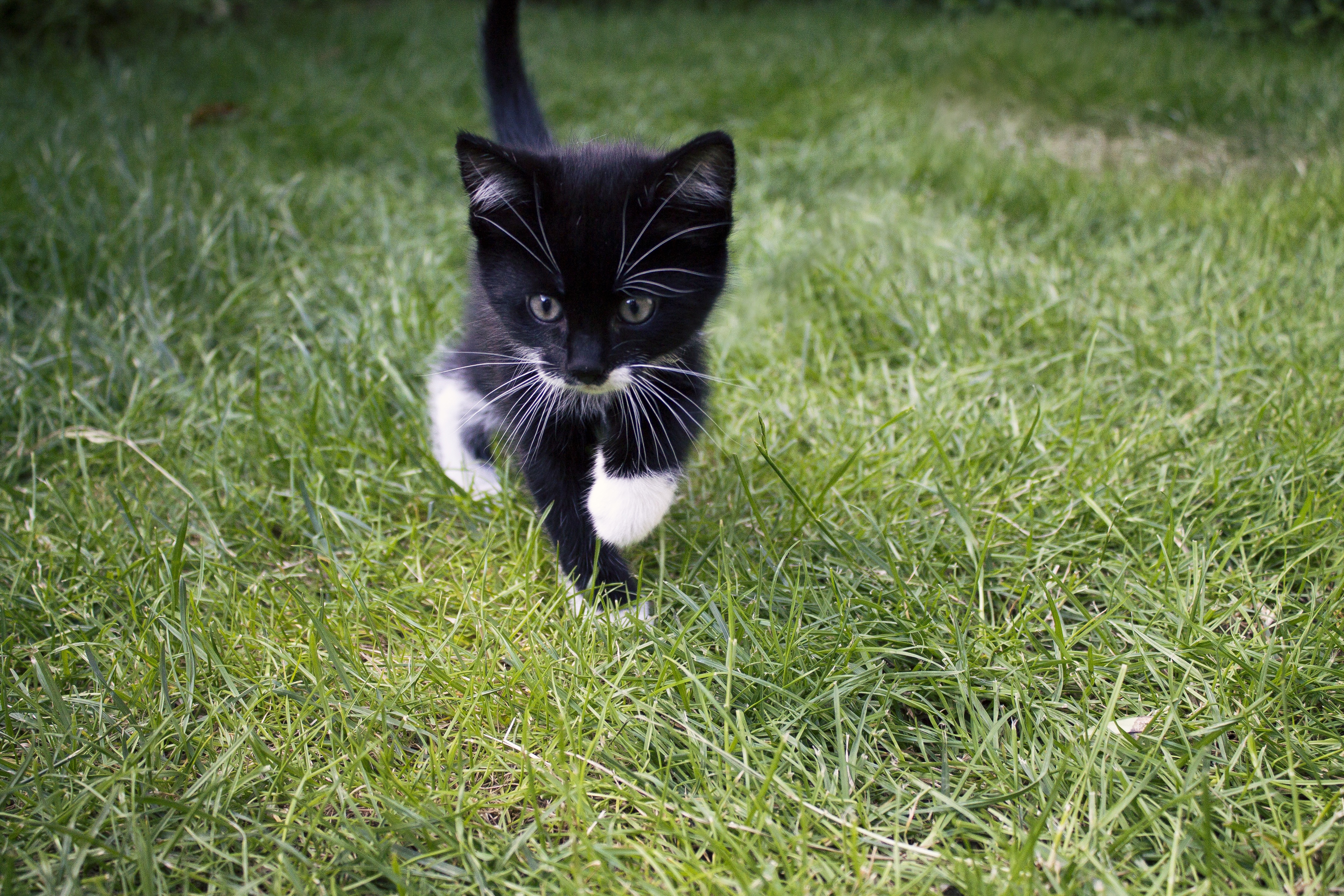 young cat, newborn, animal, grass, no people, black and white, cat face, outdoors, playful, garden, whisker, good looking, land, black, quiet, domestic, HD Wallpaper